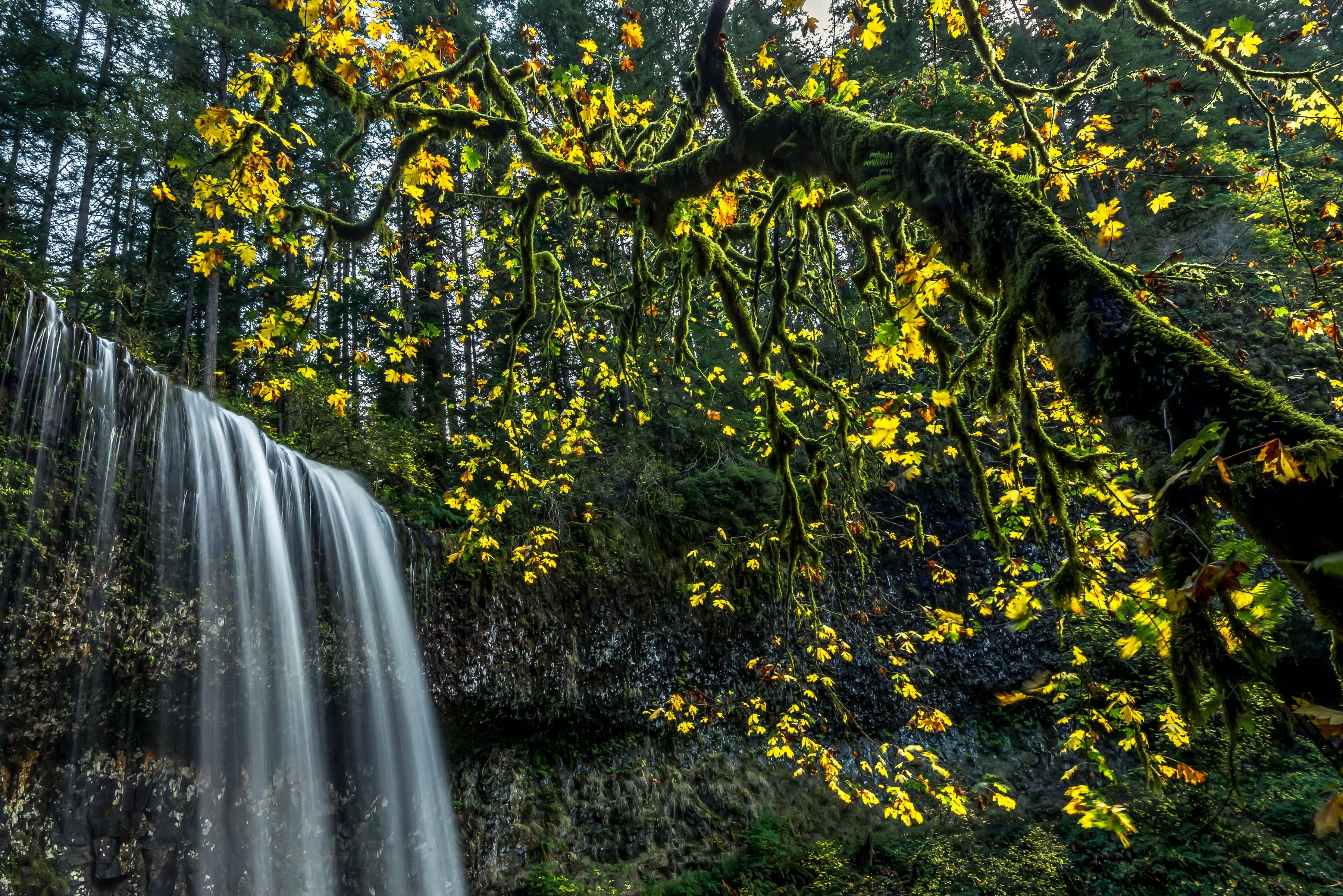 trees, park, 2K, usa, silver, nature, moss, parks, branches, falls, waterfalls, state, HD Wallpaper