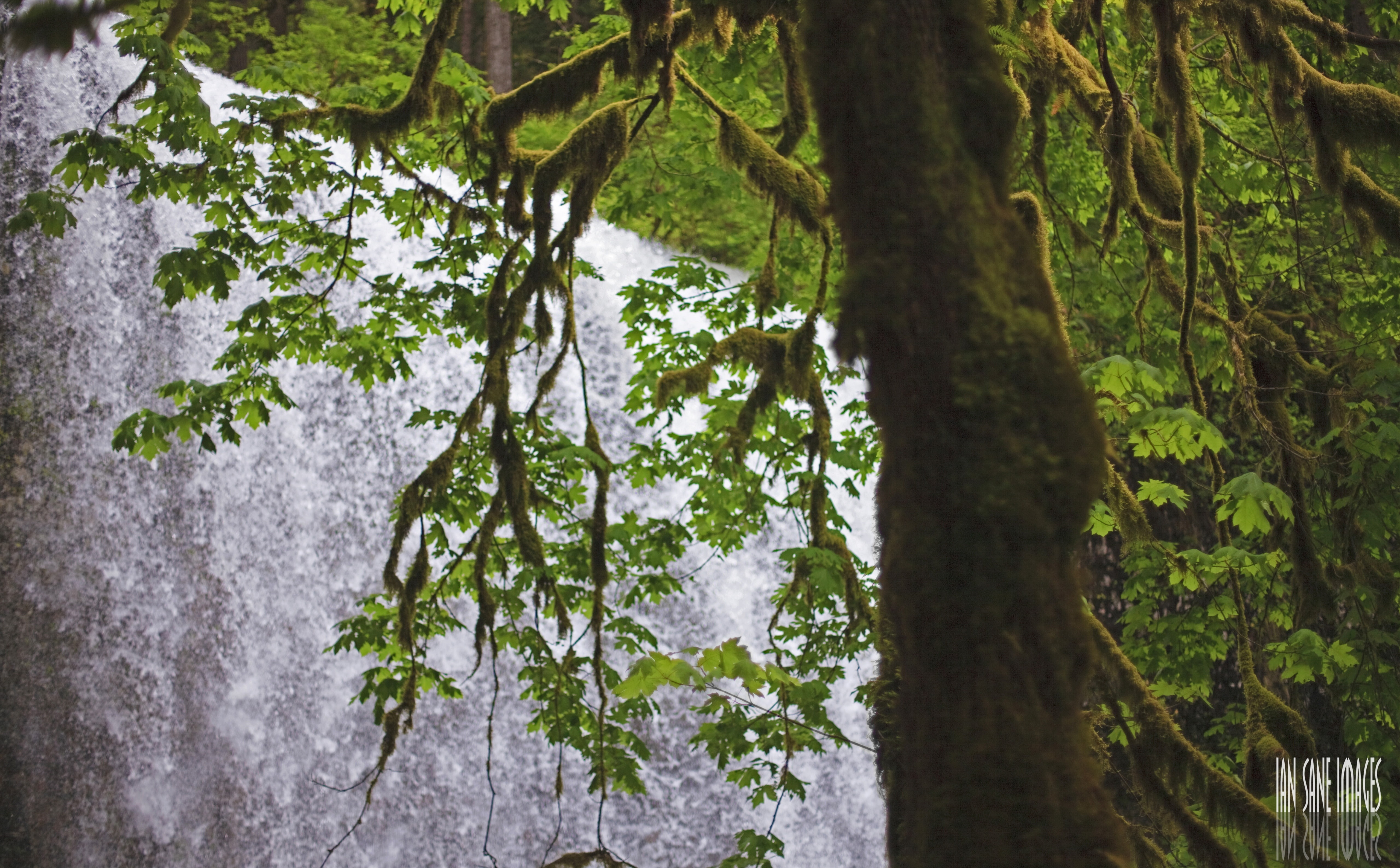 Falls, Nature, close-up, Fall, land, Moss, no people, State, Park, branch, rainforest, beauty in nature, Oregon, Waterfalls, Green, Sublimity, South, Encounters, HD Wallpaper
