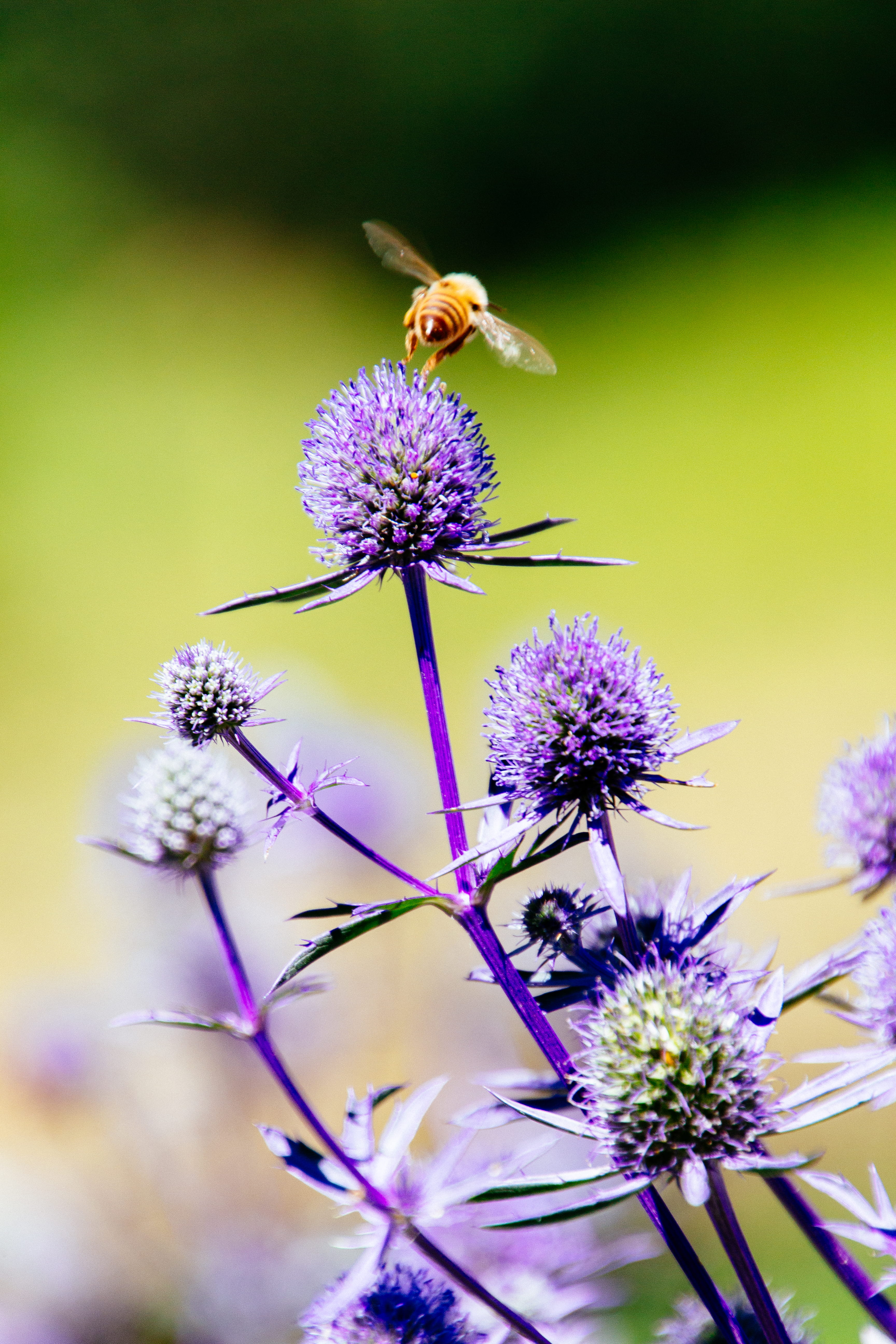 silverton, shallow, no people, the oregon gardens, beauty in nature, fragility, animal themes, allium, hornet, andrena, flower, honey bee, lavender, pollen, Phone HD Wallpaper