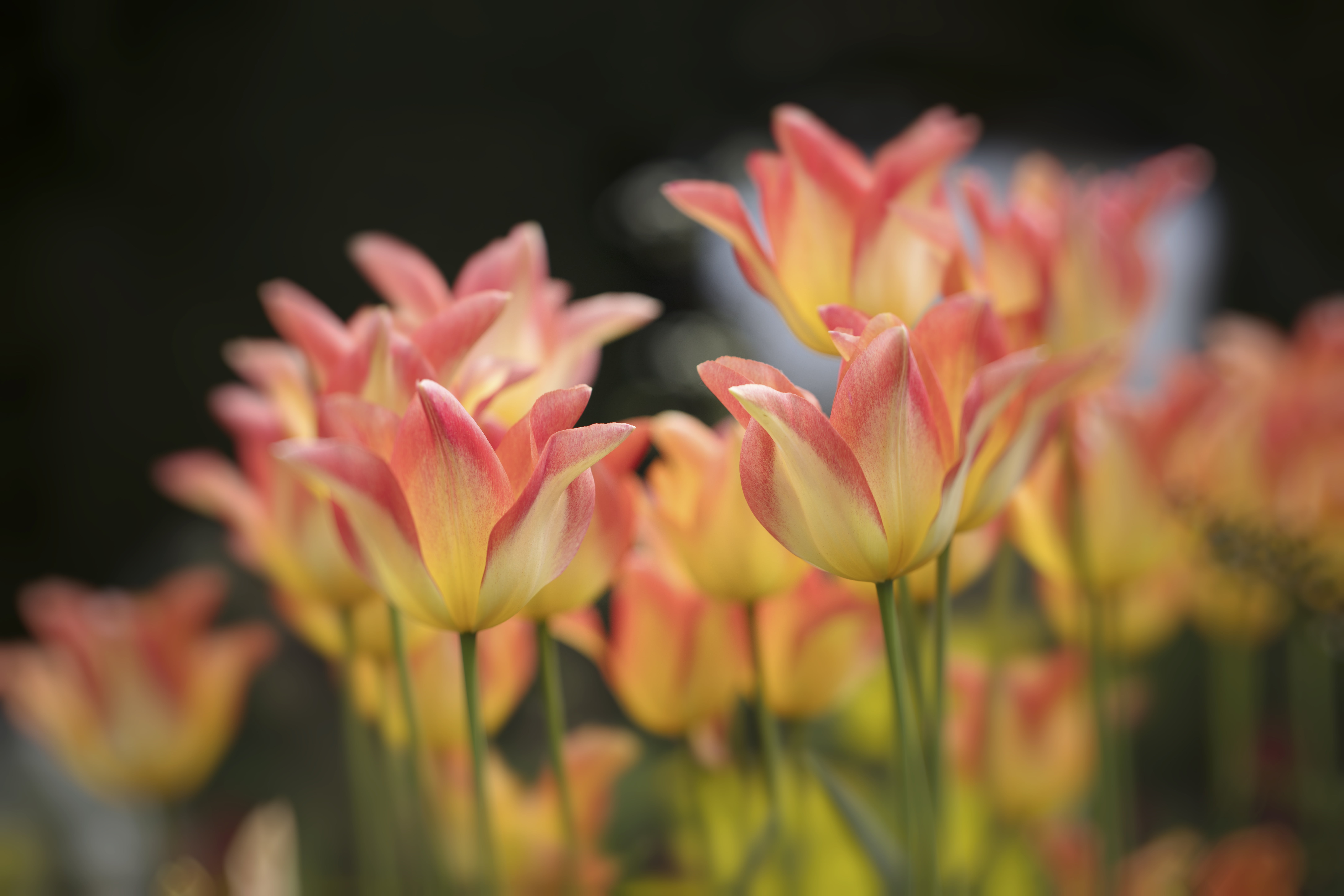 Canon  EOS  5DS  R, great  dixter, gardens, pink Color, Great Dixter, f/2, Sussex, beautiful, USM, colours, close-up, nature, Eede, color, beauty, flower Head, HD Wallpaper