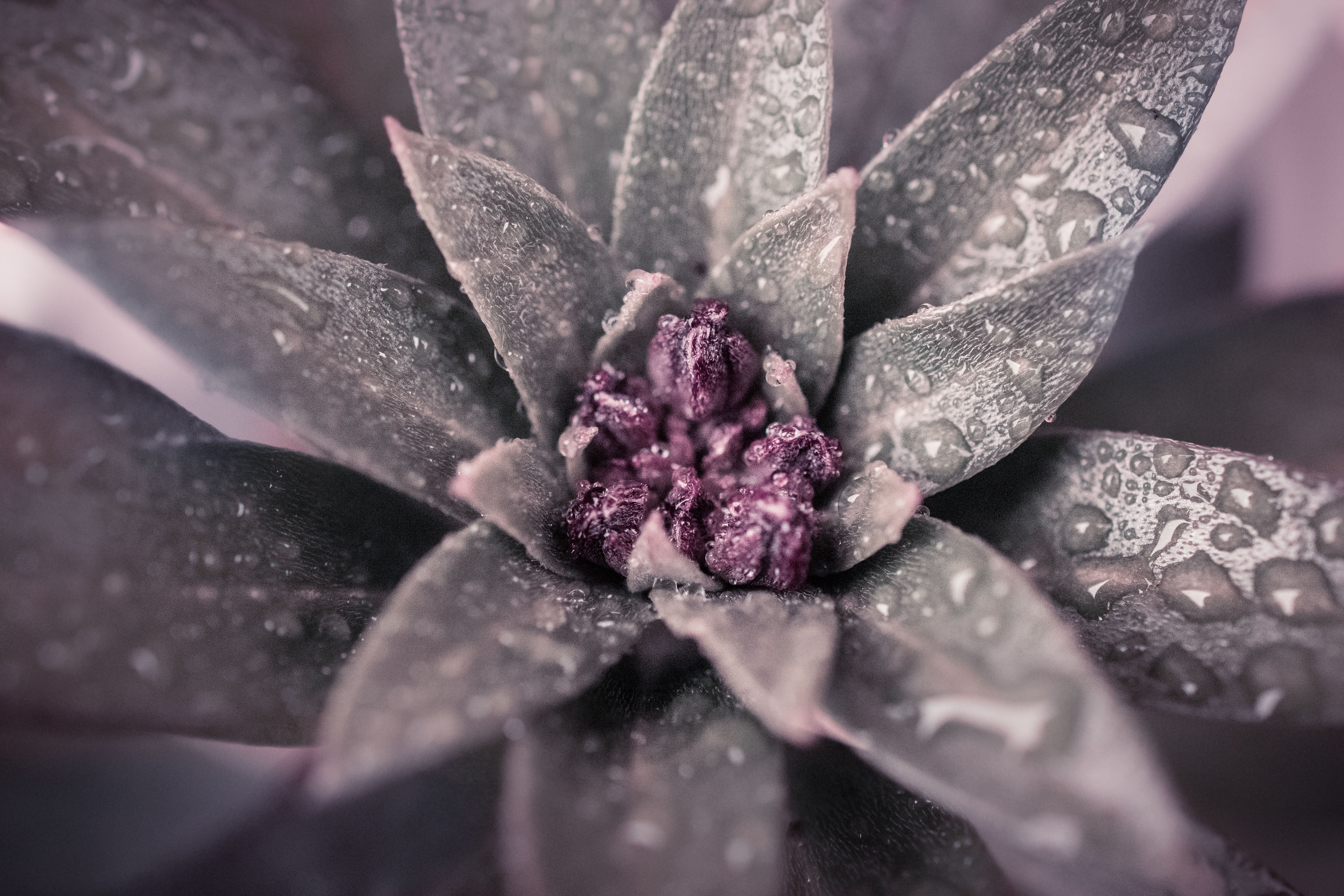40mm, Nikon d5300, plant, macro photography, 5K, droplets, water  flower, photography, dx, pink, close-up, dof, purple, Bokeh, macro, nature, nikkor, leaf, HD Wallpaper