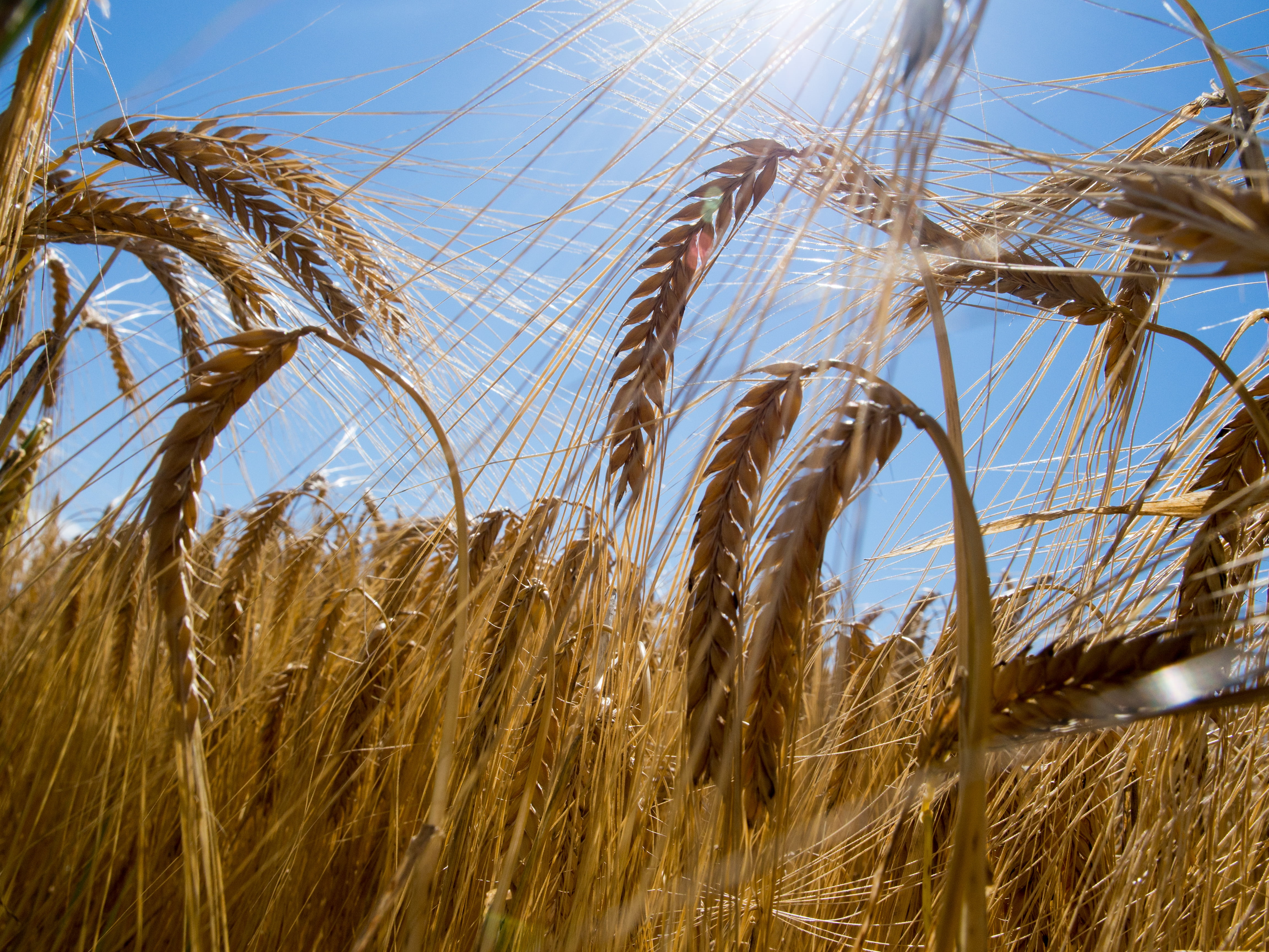 brown, crop, summer, field, Gold, blue, Pro, food, Münsing, outdoors, Bayern, wheat grains, agriculture, sky, seed, plant, ripe, farm, 40mm, cereal Plant, HD Wallpaper