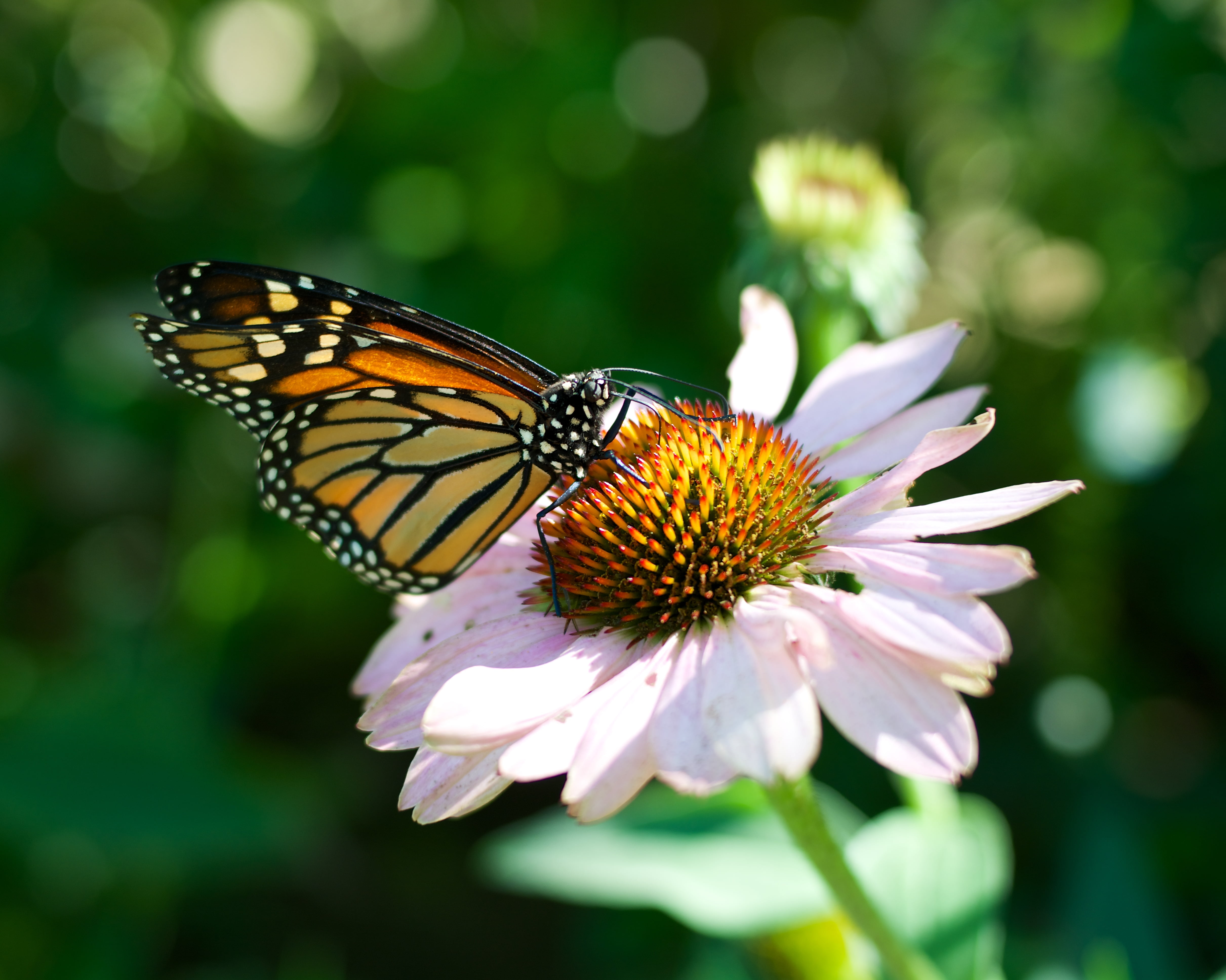 F2, Voigtlander, macro, plant, flower, Monarch, Butterfly, insect, 40mm, Butterflies, Aspherical, focus, Santa Barbara Museum of Natural History, nature, HD Wallpaper