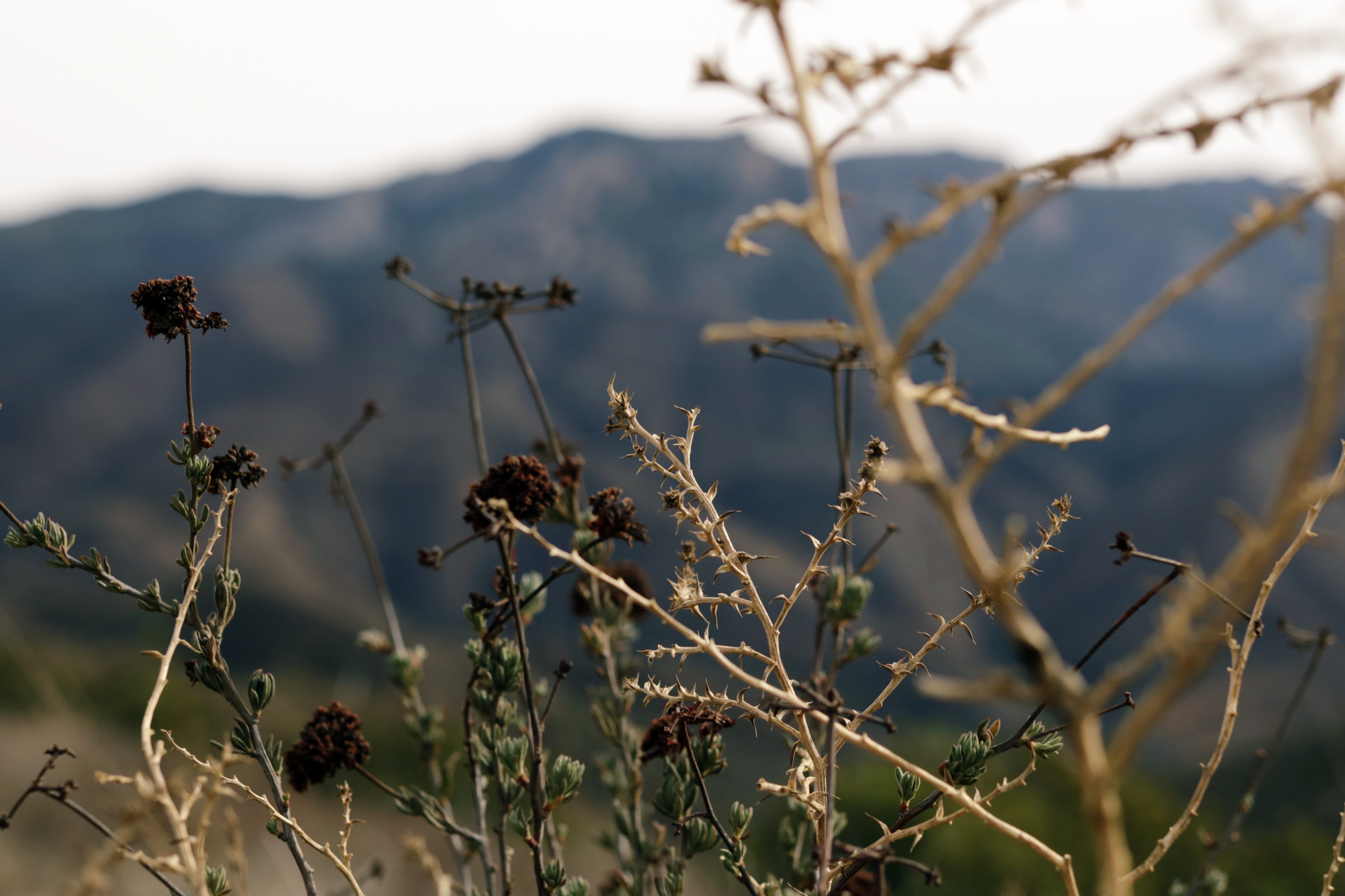 canon, focus on foreground, outside, day, landscapes, 5K, vulnerability, growth, flowering plant, plants, close-up, land, fragility, wilted plant, outdoors, HD Wallpaper
