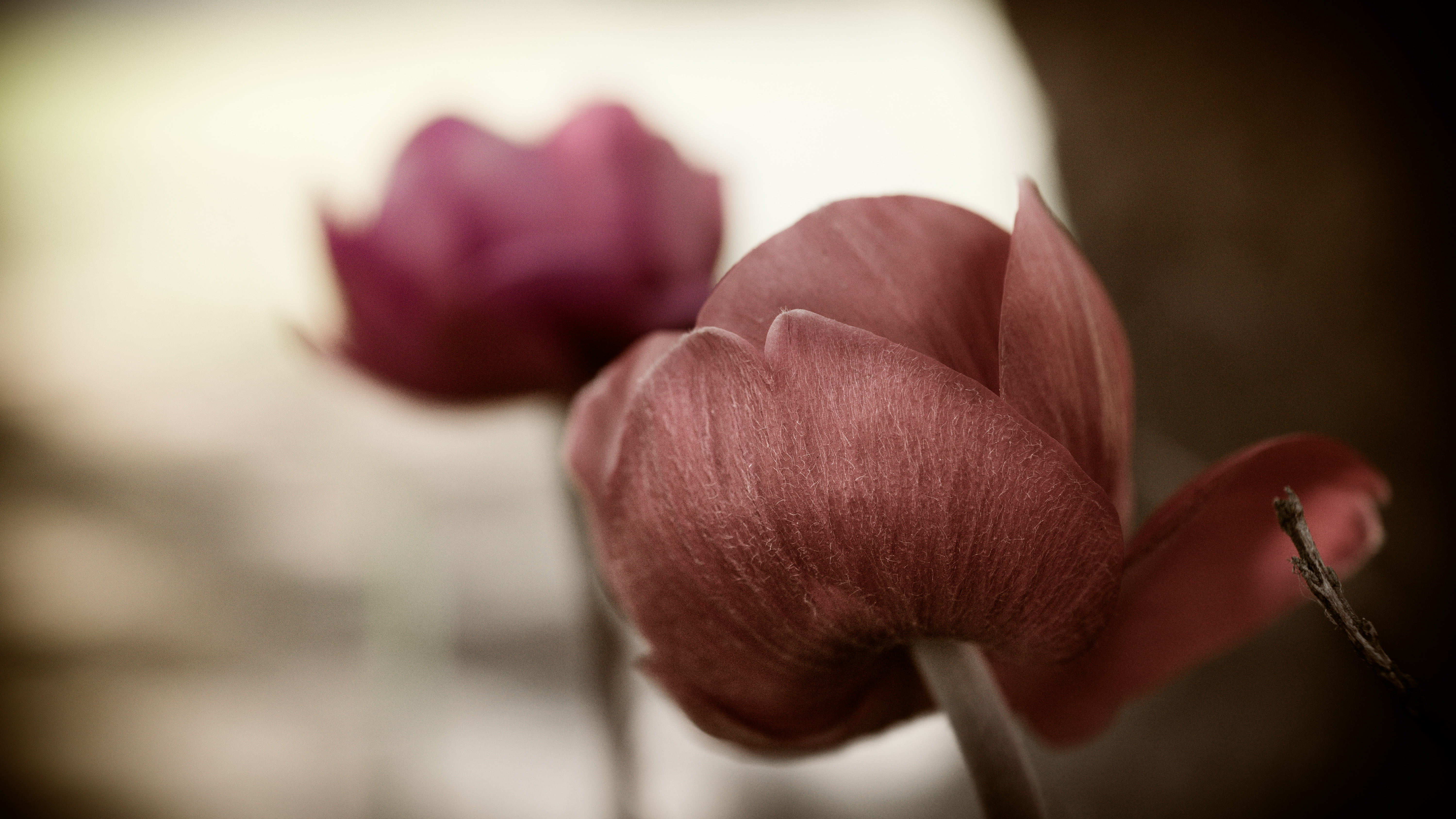 closeup, photography, macro, rose, beautiful, brown, Bokeh, 40mm, dof, closeup photography, Nikon d5300, flower, 5K, nikkor, HD Wallpaper
