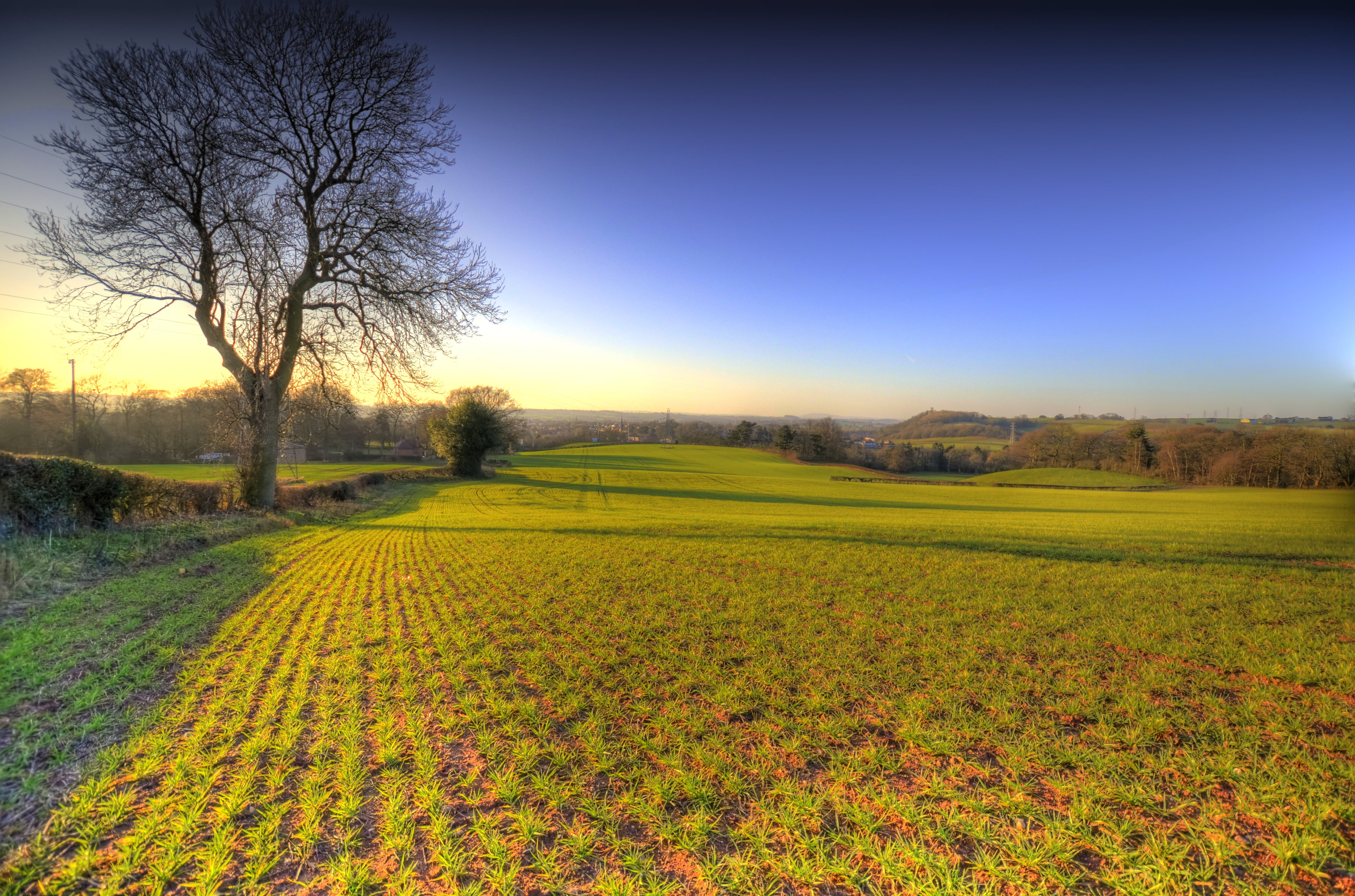 tree, danbo, young, farm, trees, land, green grass, splash, green, teenage, field, grass, sky, wedding, hat, outdoors, multiplicity, rural Scene, hdr, macro, HD Wallpaper