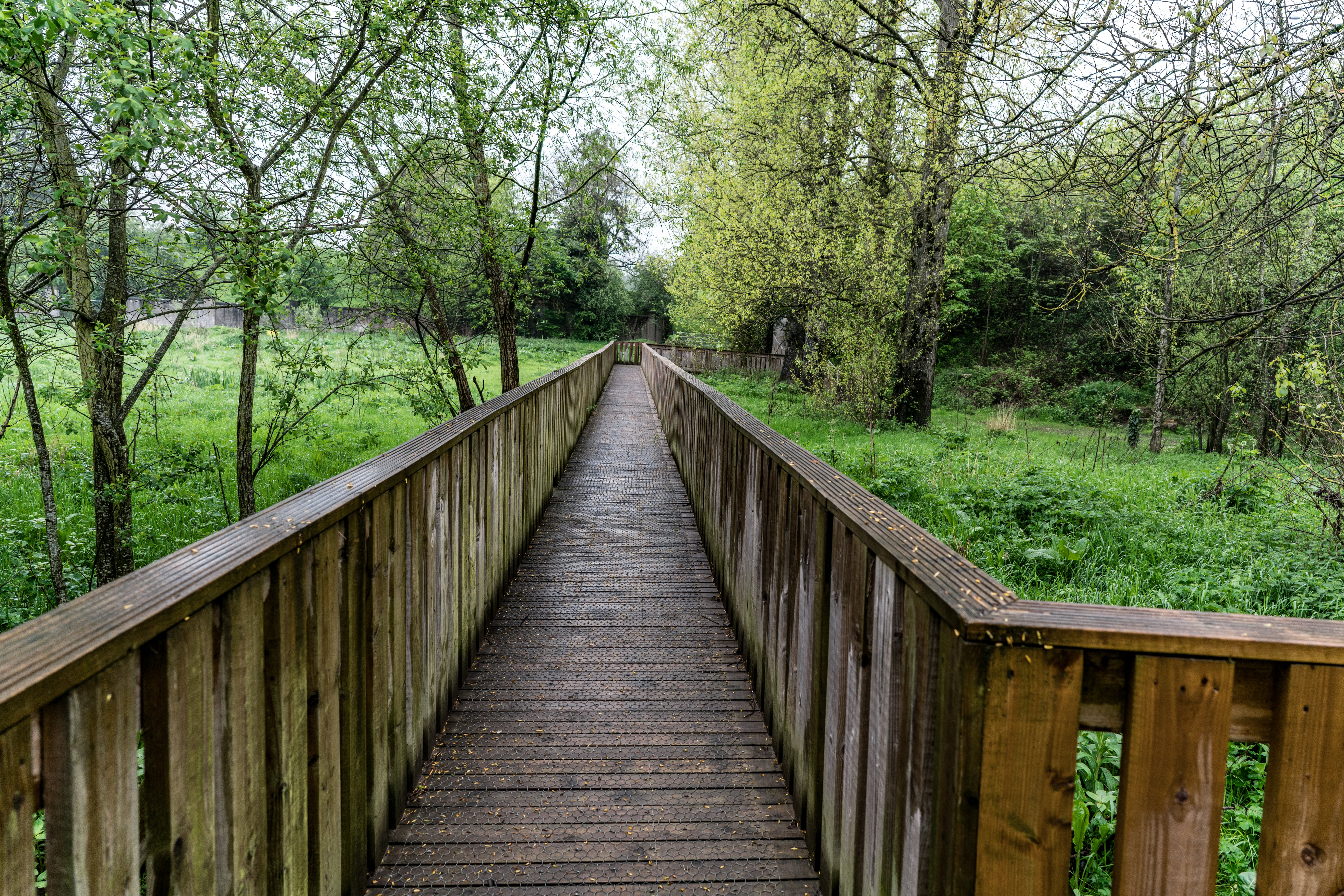 outdoors, woodland, Photographed, trees, landscape, tree, footbridge, bridge - Man Made Structure, kilkenny, brown, WEATHER, Street Photography, bridge between, HD Wallpaper