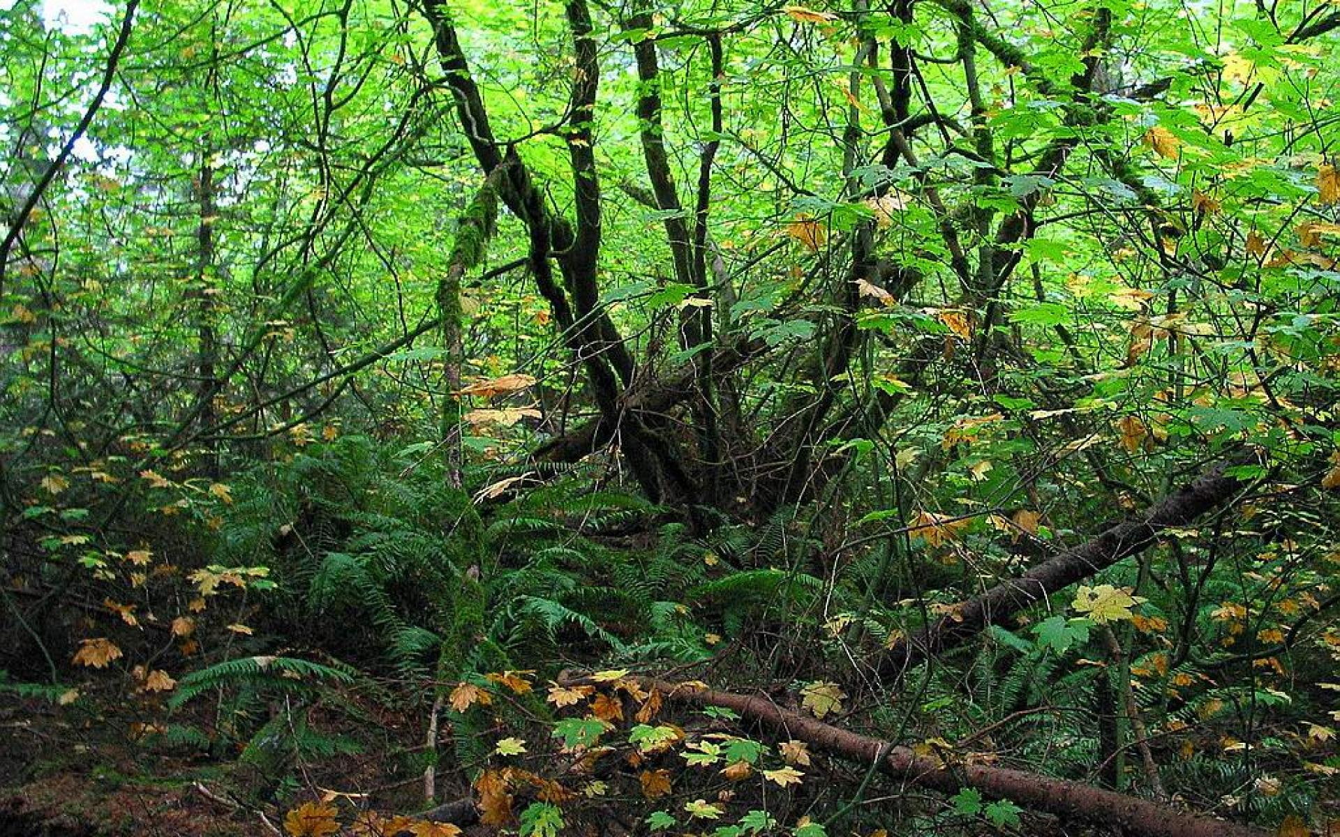 thicket, nature, national parks, 1080P, rainforest, rainforests, thick, borneo, nature and landscapes, forests, woods, HD Wallpaper