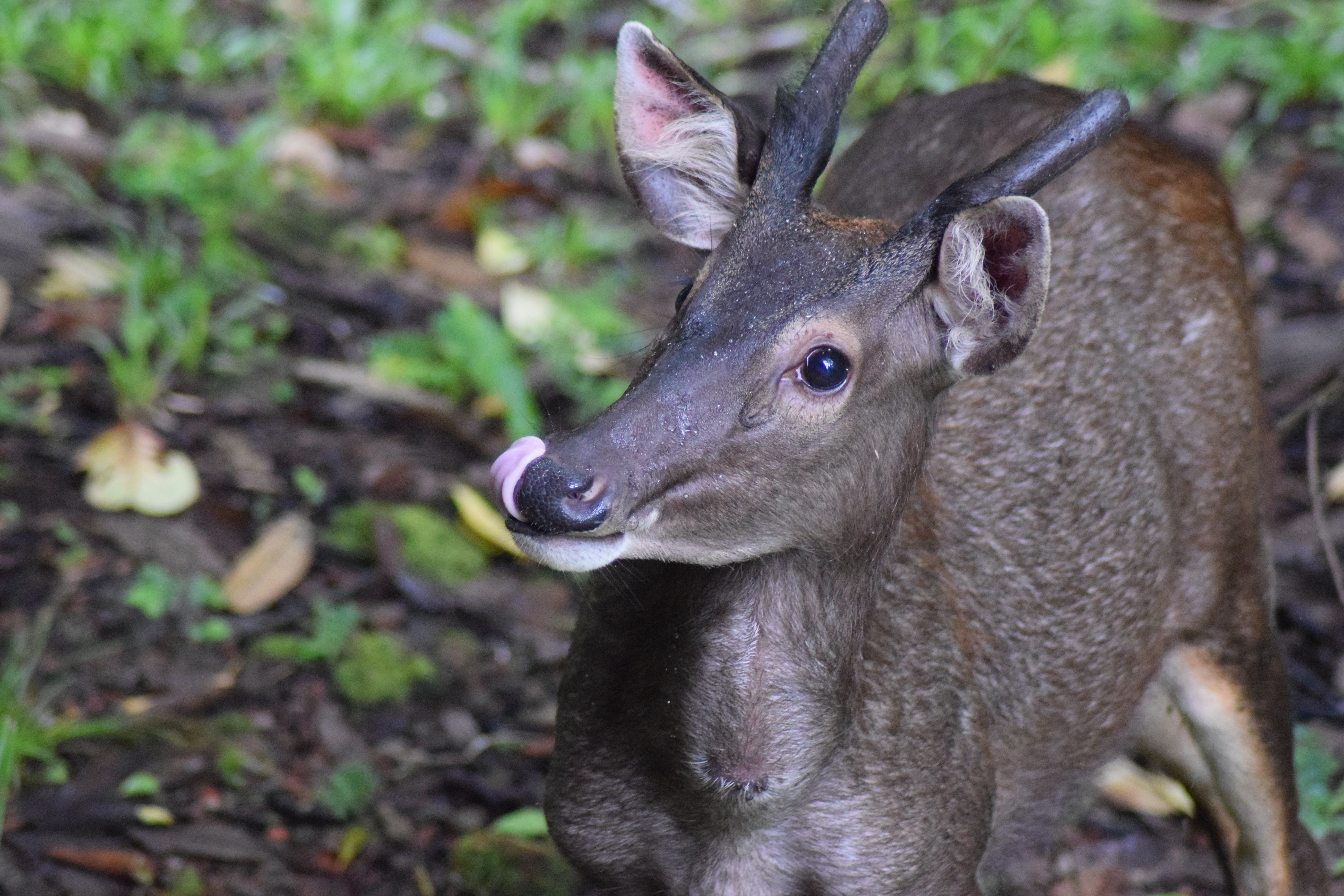 borneo, tongue, animal head, animal wildlife, focus on foreground, rusa unicolor, wildlife, one animal, 5K, wild, nature, antlers, animal, deer, herbivorous, HD Wallpaper