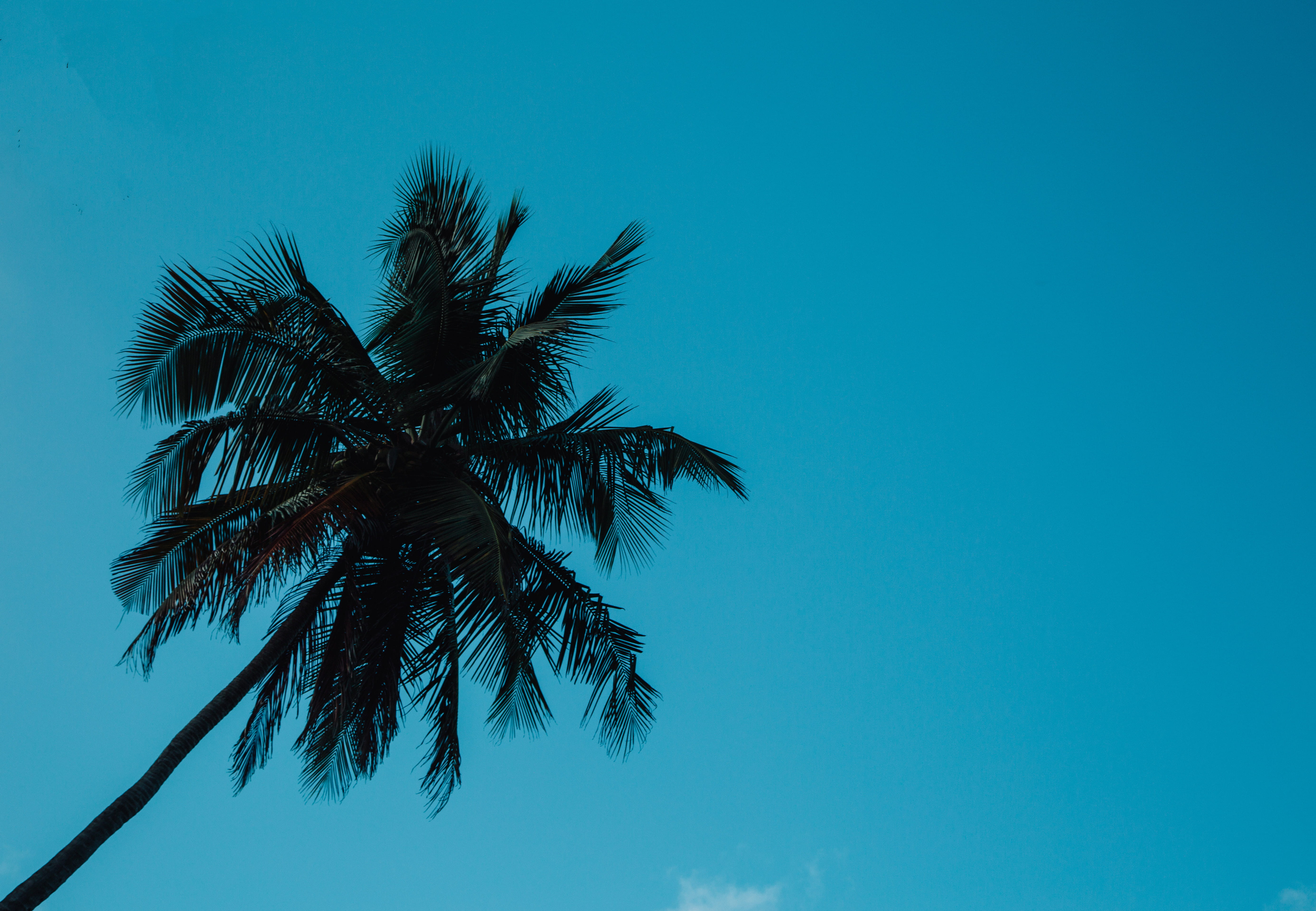 5K, caribbean, copy space, minimalistic, tropical climate, nature, palm leaf, plant, tranquility, silhouette, blue sky, coconut palm tree, tropical tree, HD Wallpaper