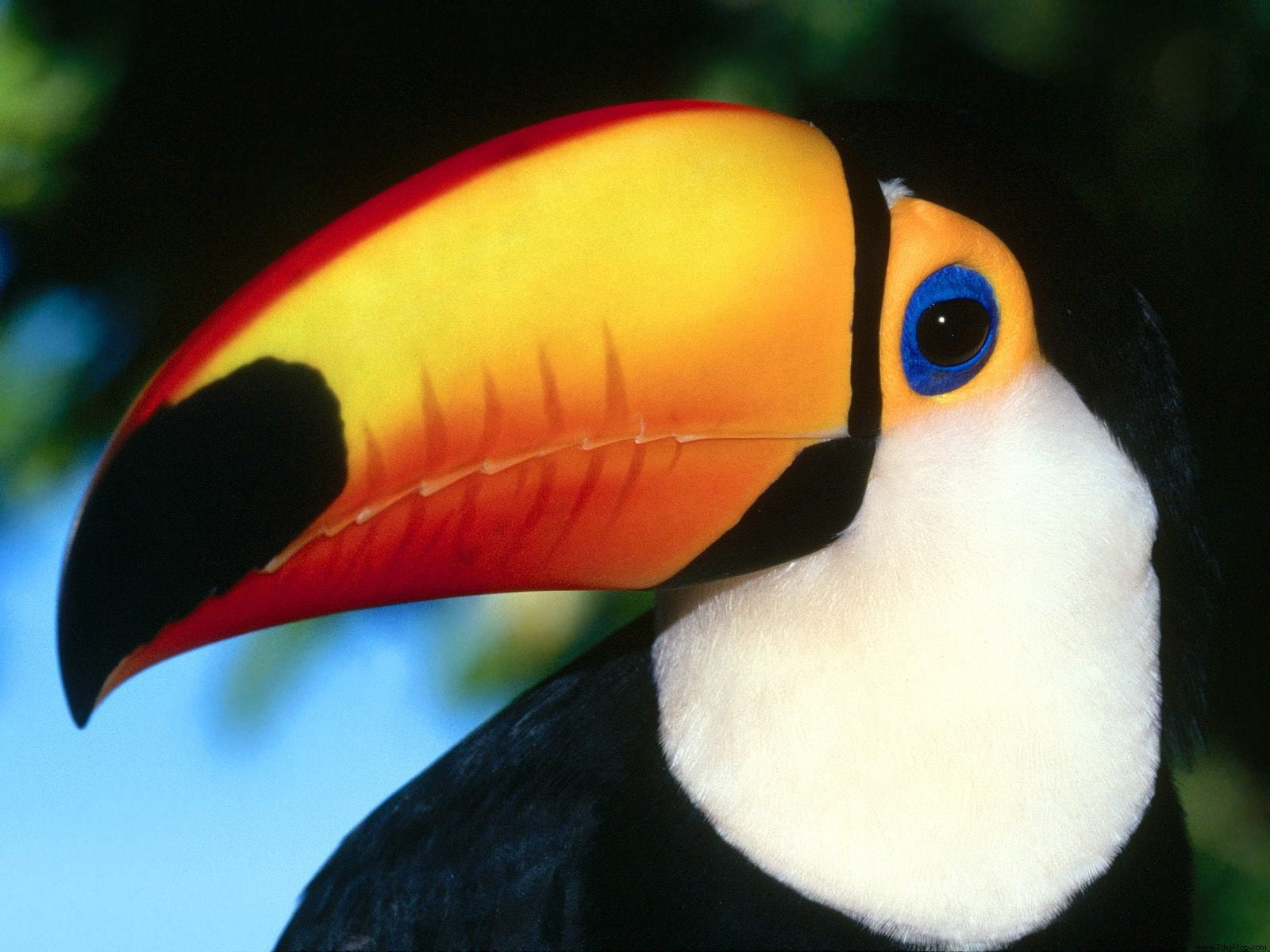 720P, toucan, toco, HD Wallpaper