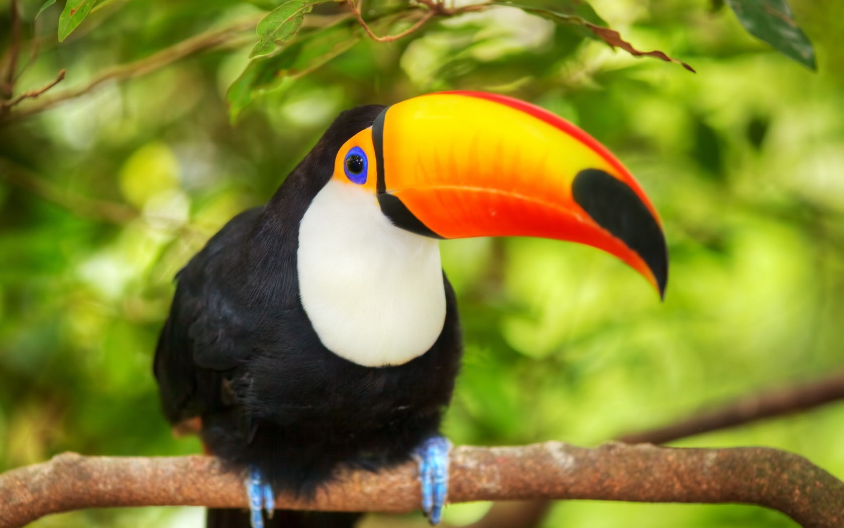 bird, toucan, 720P, Toucan Bird  HD, HD Wallpaper