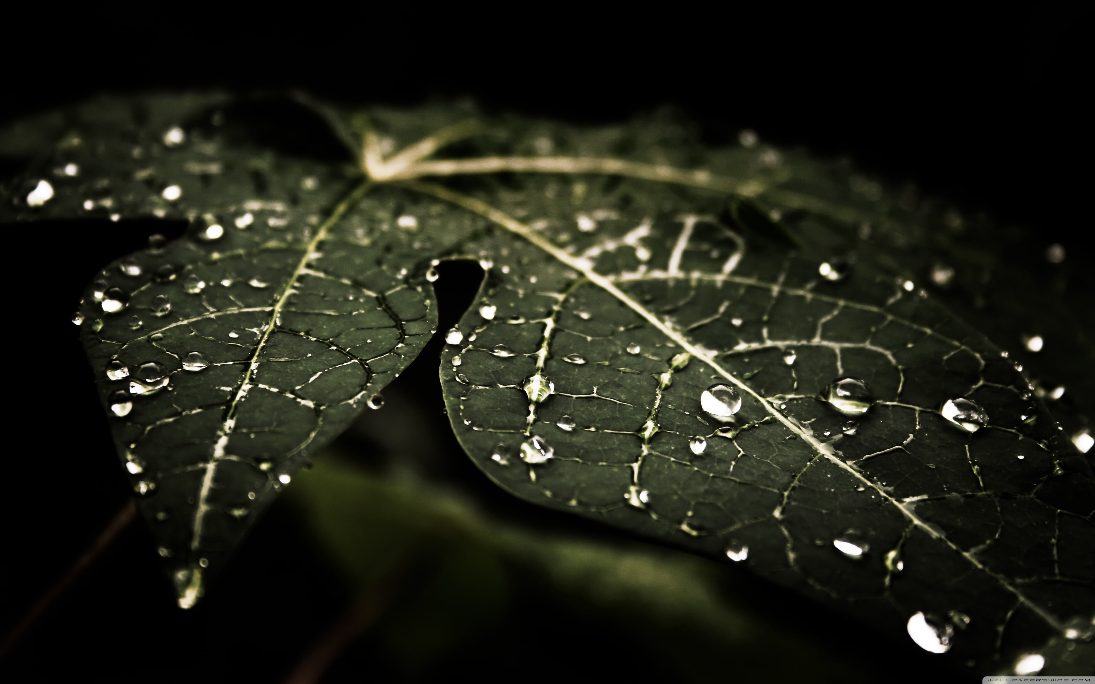 droplets 3840x2400, leafy, 4K, HD Wallpaper