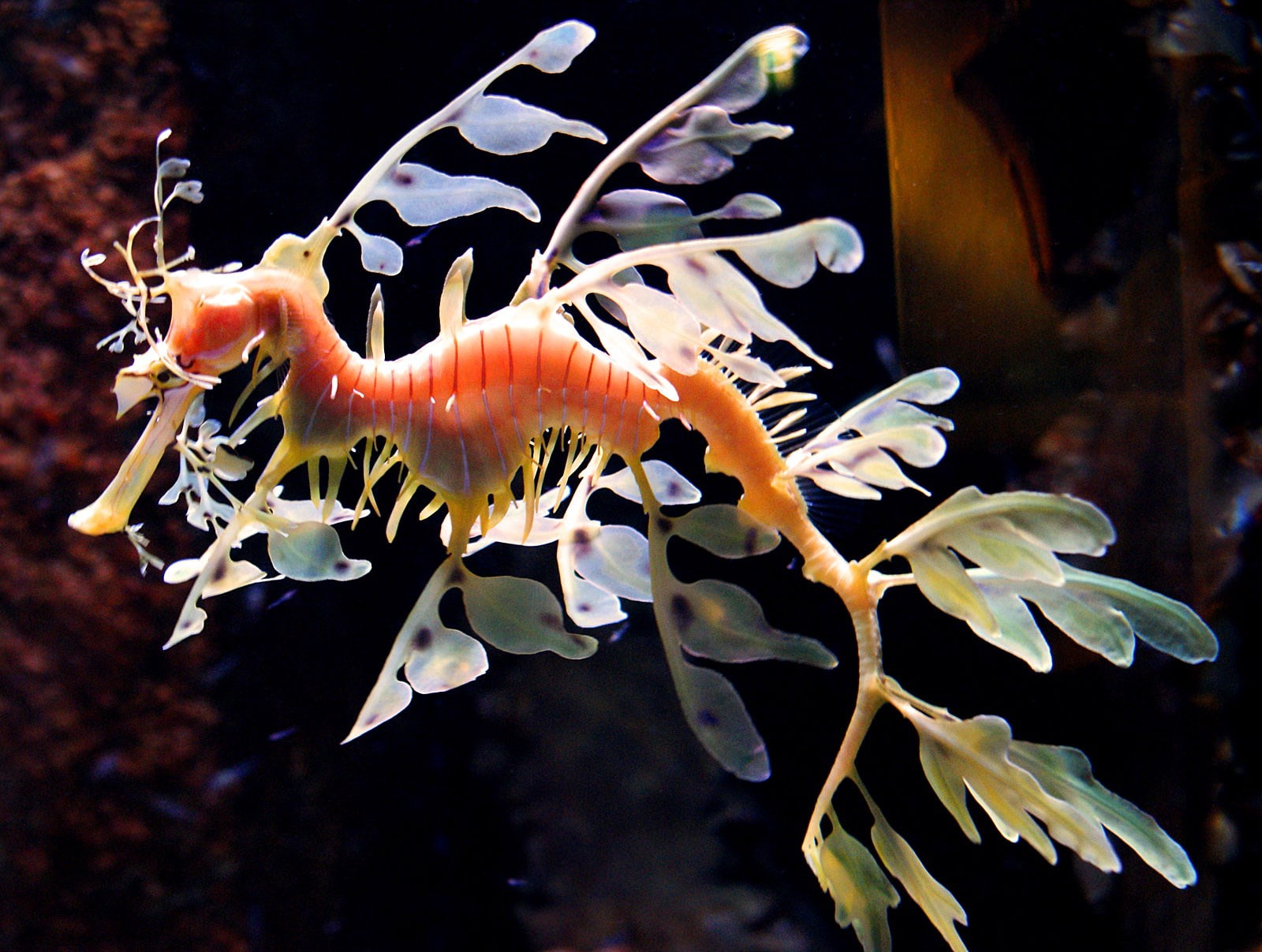 720P, leafy seadragon, HD Wallpaper