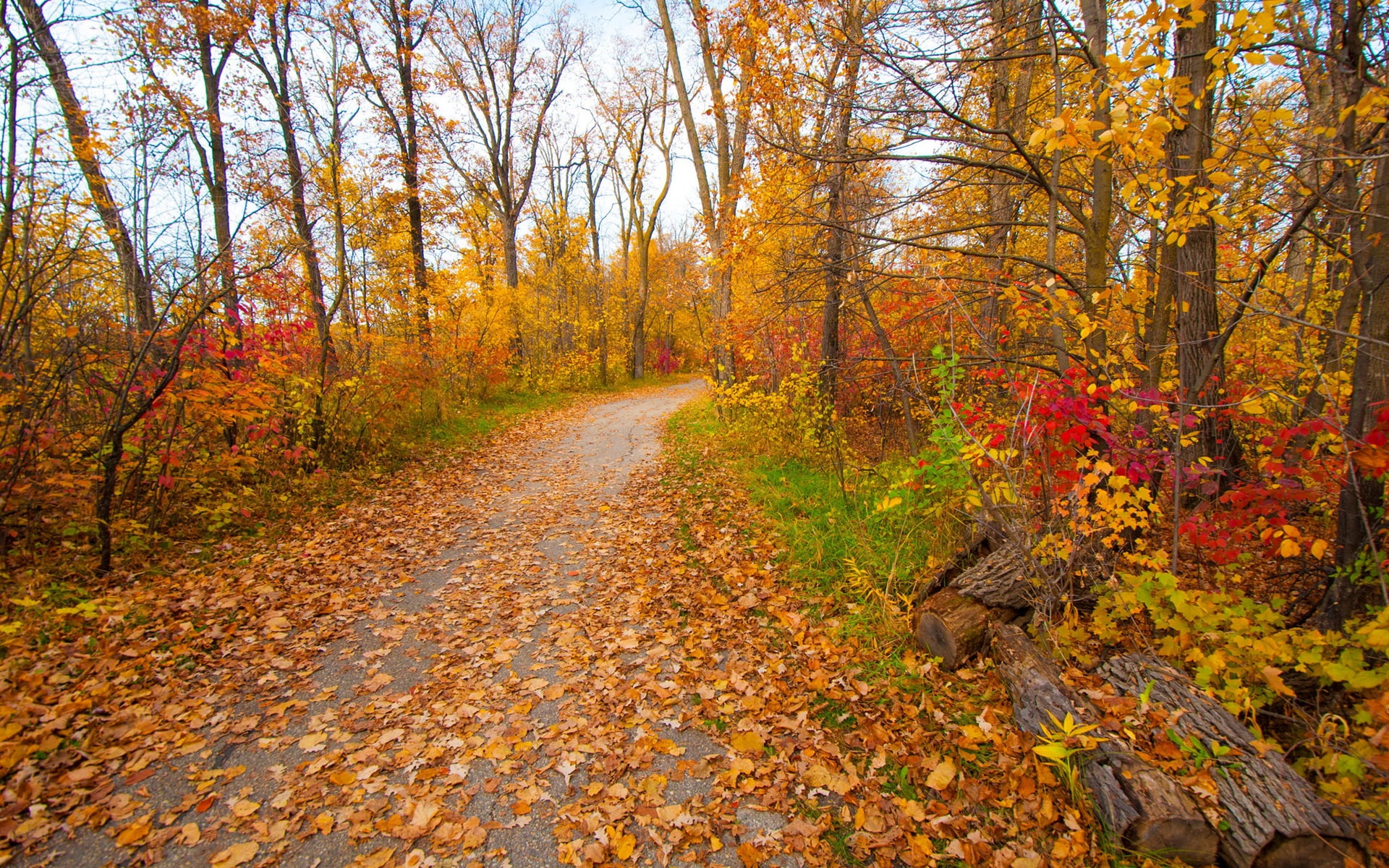 1080P, Autumn, Path, Yellow, Leaves, Forest, Park, Trees, leafy, HD Wallpaper