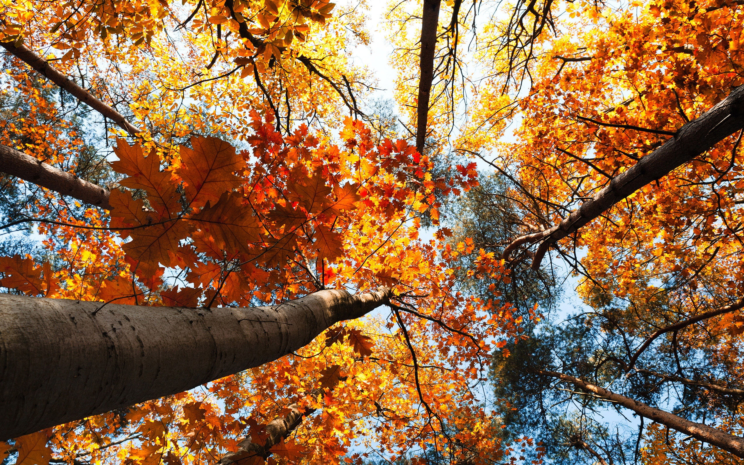 Leaves, Autumn, Forest, tall, leafy, 2K, View, Yellow, Top, Trees, tree, Sky, HD Wallpaper