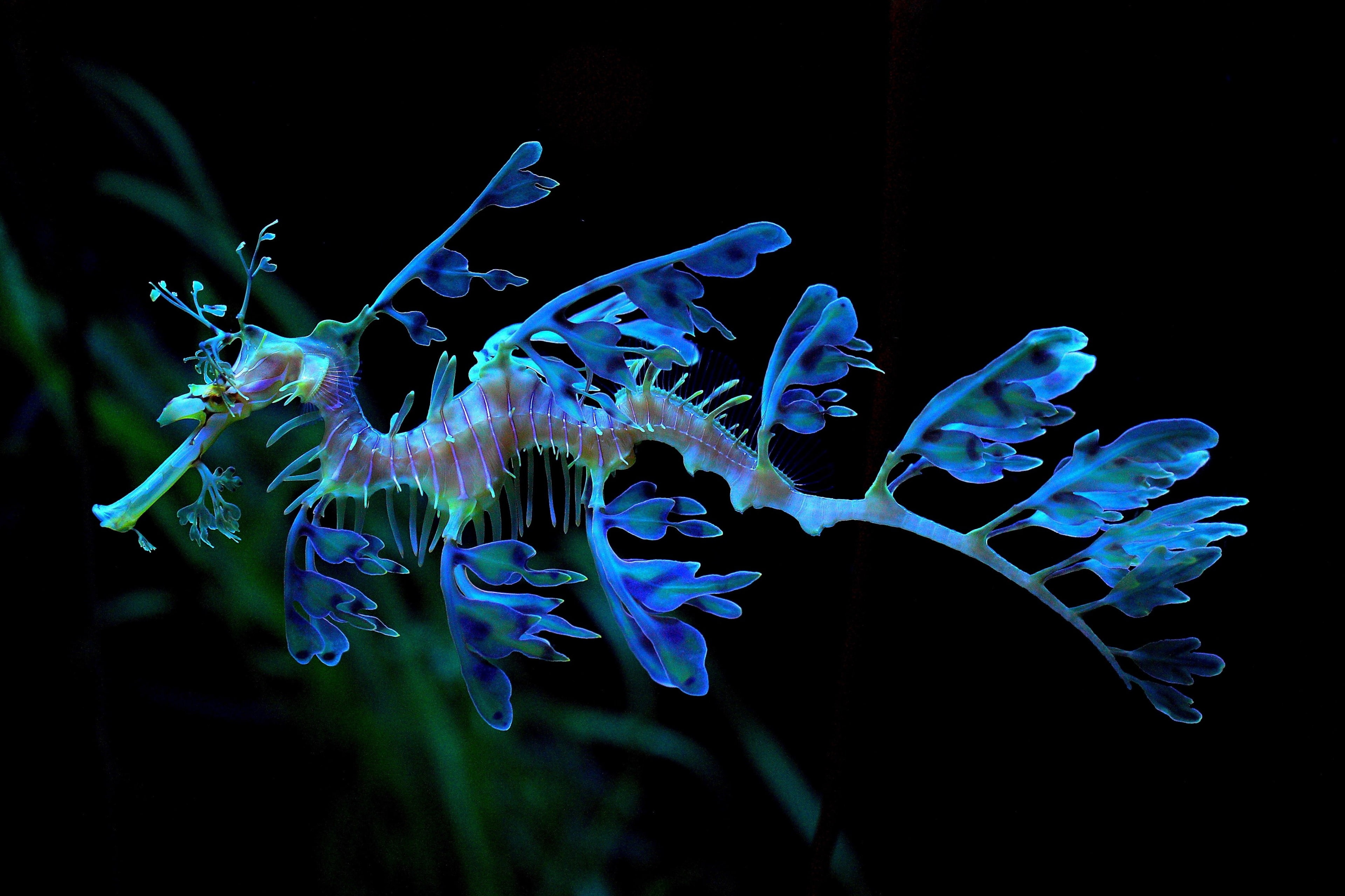 no people, school of fish, group of animals, marine, sea life, black background, animal wildlife, invertebrate, 4K, blue, animal, animals in the wild, HD Wallpaper