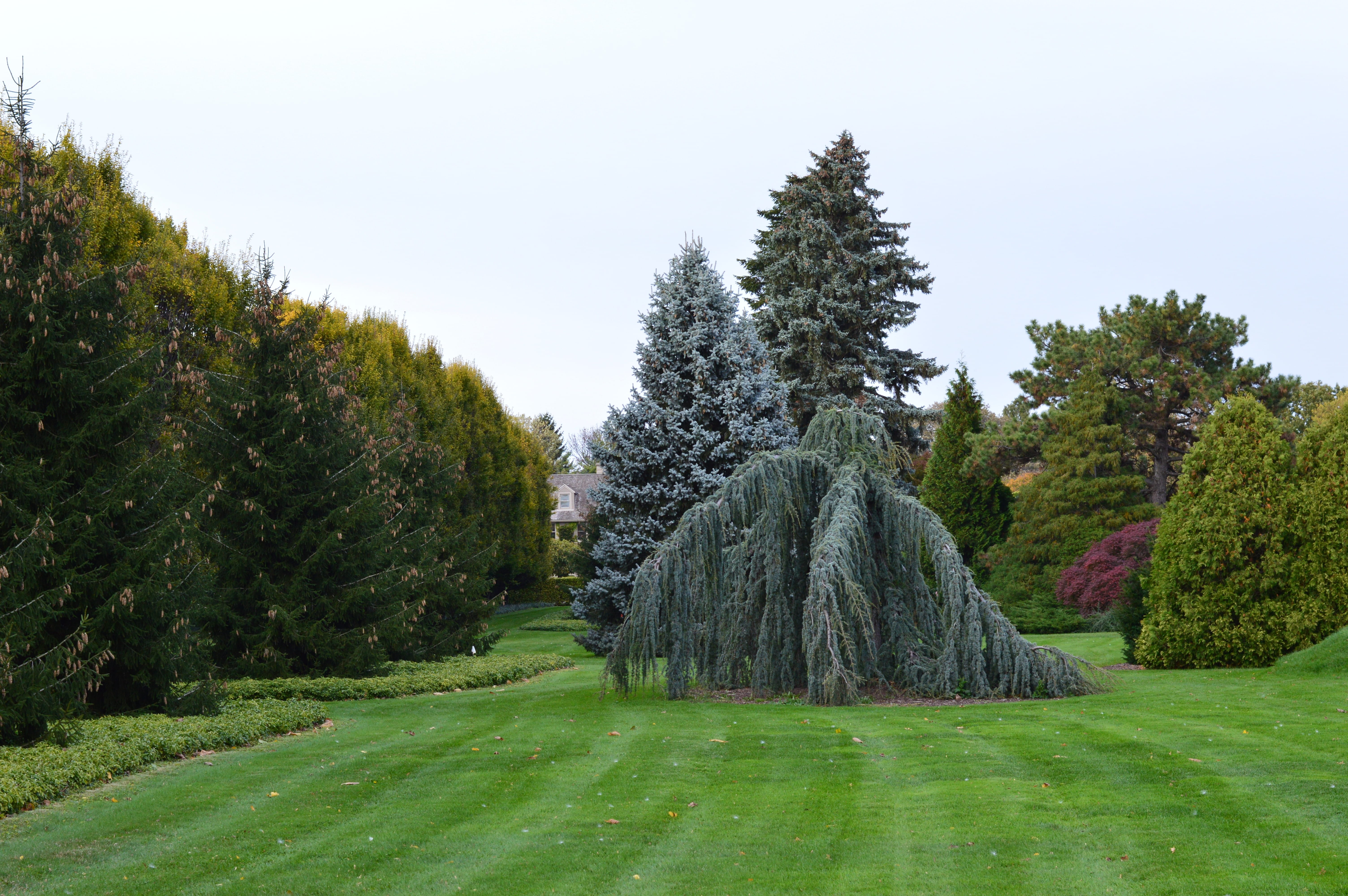 Greenery, outdoors, hedge, 5K, scenic, evergreen, leaves, environment, landscapes, no people, branches, parks, plant, Gardens, beautiful, leafy, coniferous tree, HD Wallpaper