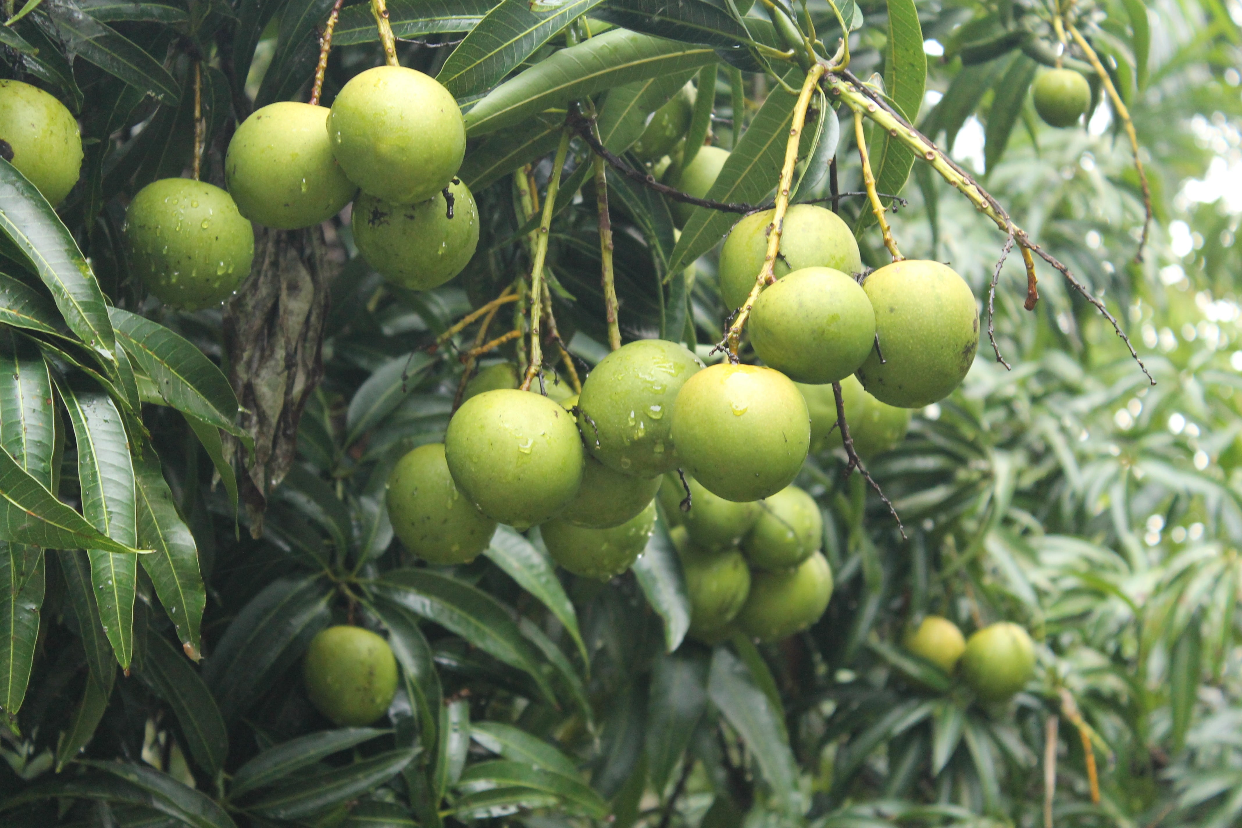 healthy eating, plant part, plant, healthy, fruits, tree, organic, focus on foreground, freshness, day, nature, trees, summer, tropical, leafy, leaf, foliage, HD Wallpaper
