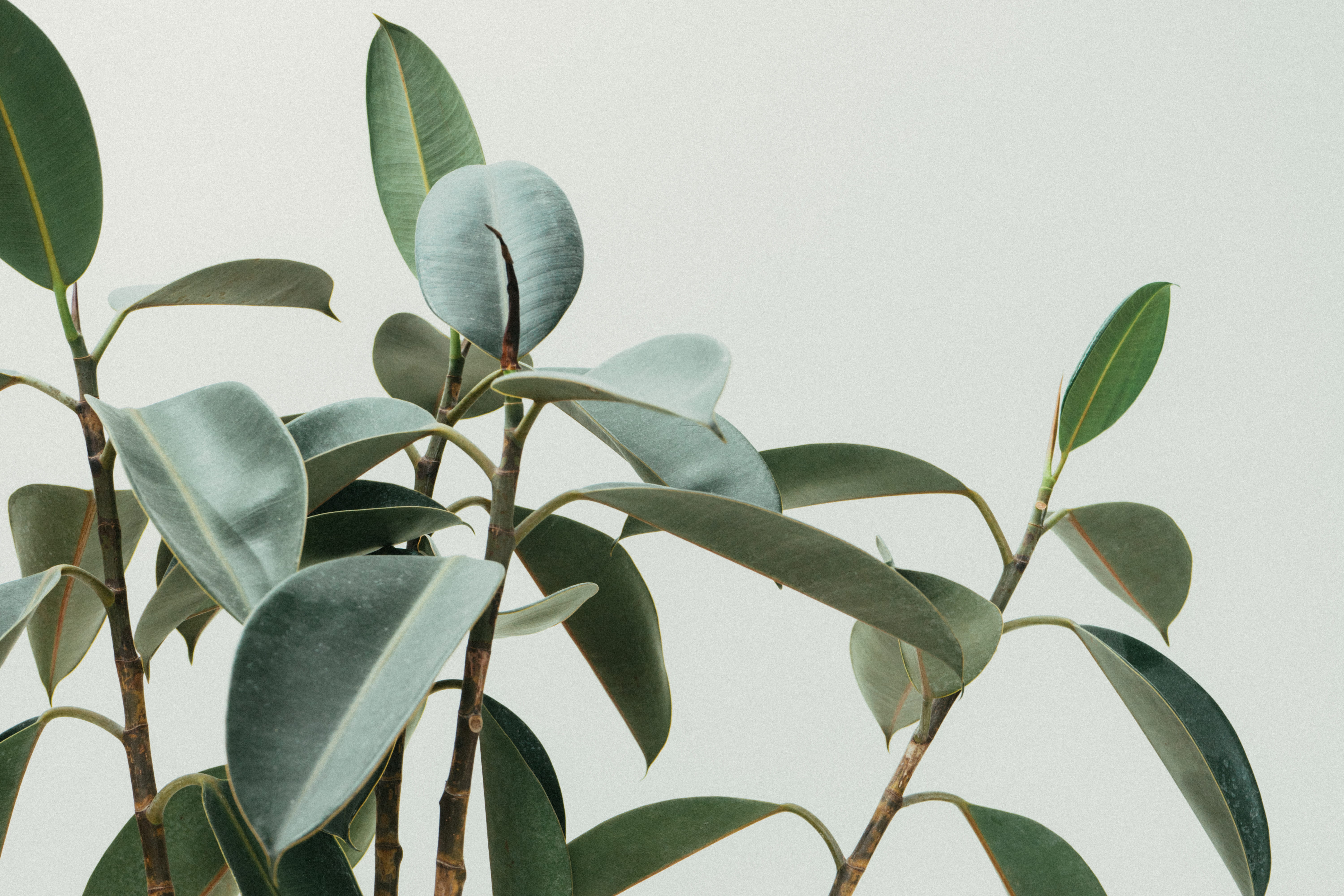 freshness, studio shot, green Color, leafe, plant part, stem, fragility, tree, leaves, green, vulnerability, 5K, focus on foreground, leafy, rubber, beauty in nature, HD Wallpaper