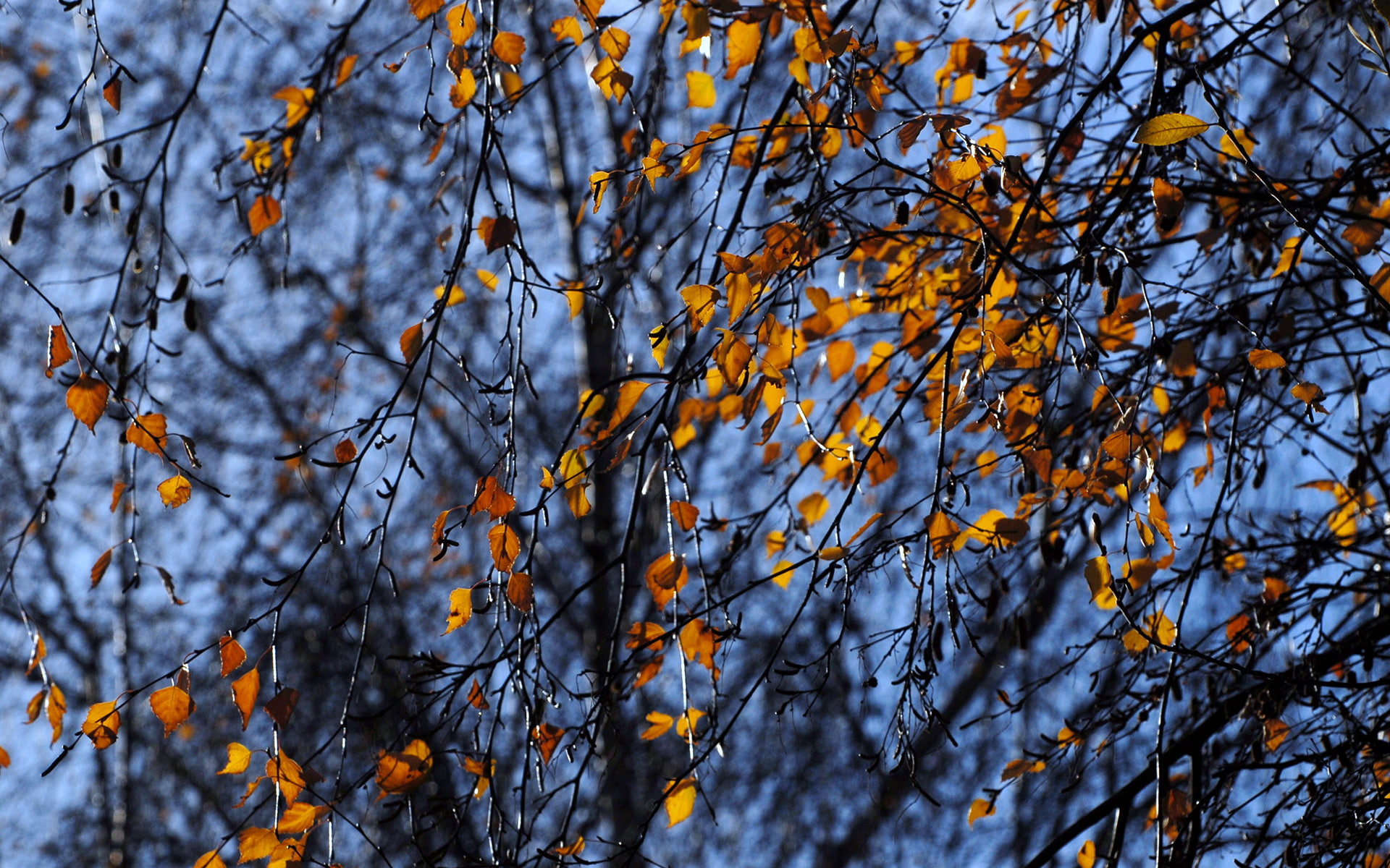 leaves, autumn, nature, leafy, hd, 1080P, tree, yellow, HD Wallpaper