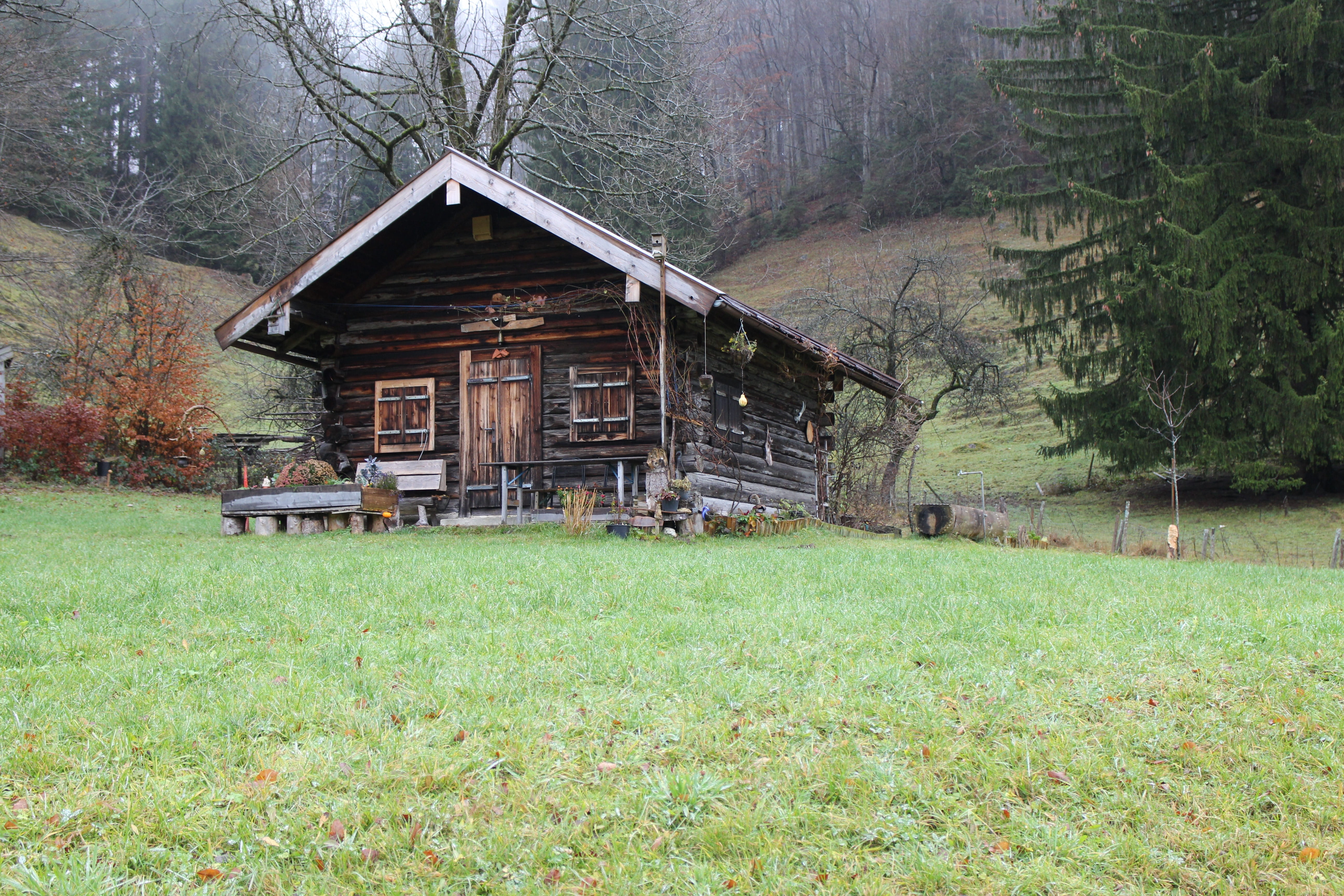tree, alpine hut, wood - material, building, agricultural building, Hut, growth, building exterior, cabin, field, 5K, out, rest house, mountain meadow, HD Wallpaper