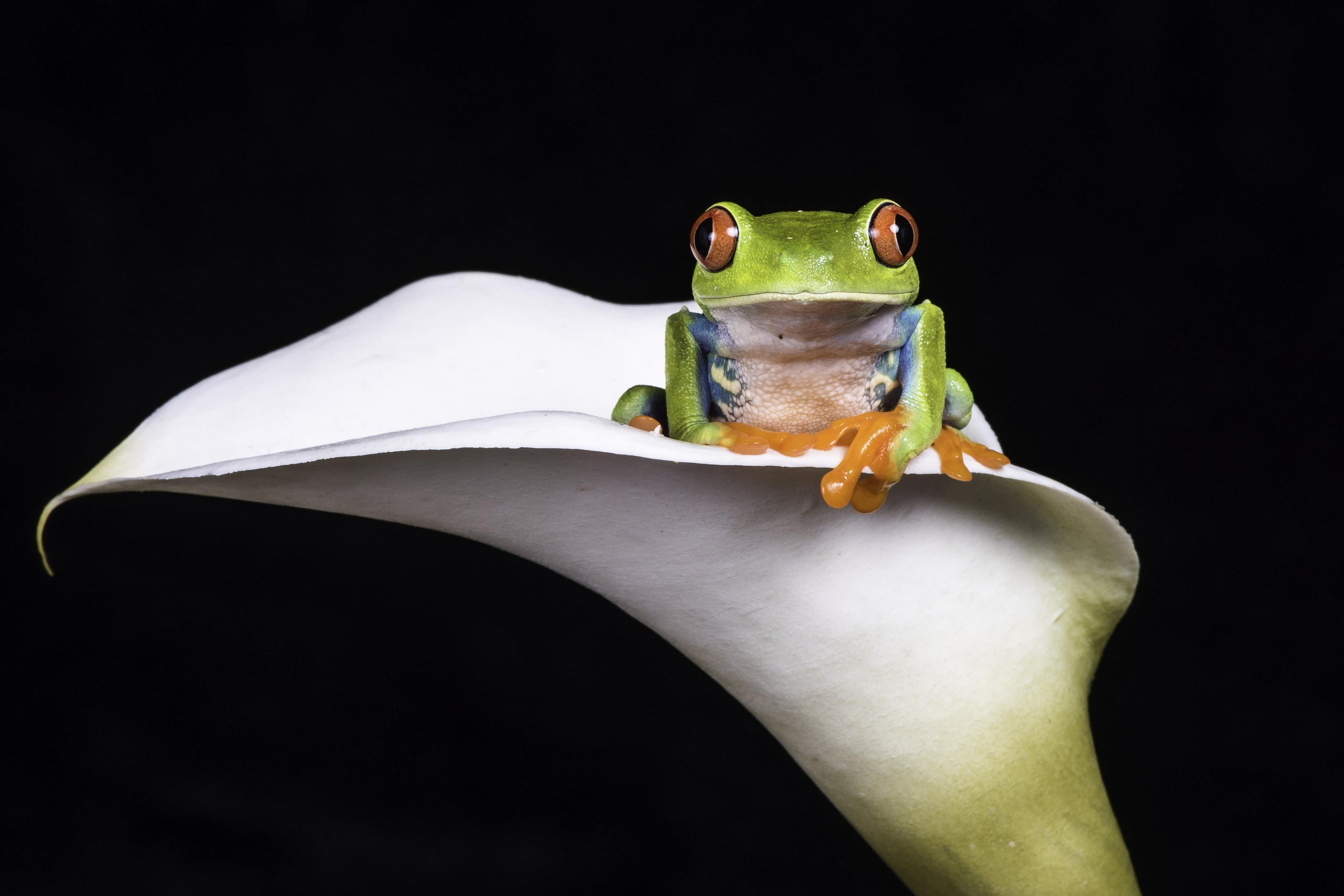 2K, Agalychnis callidryas, flower, frog, HD Wallpaper