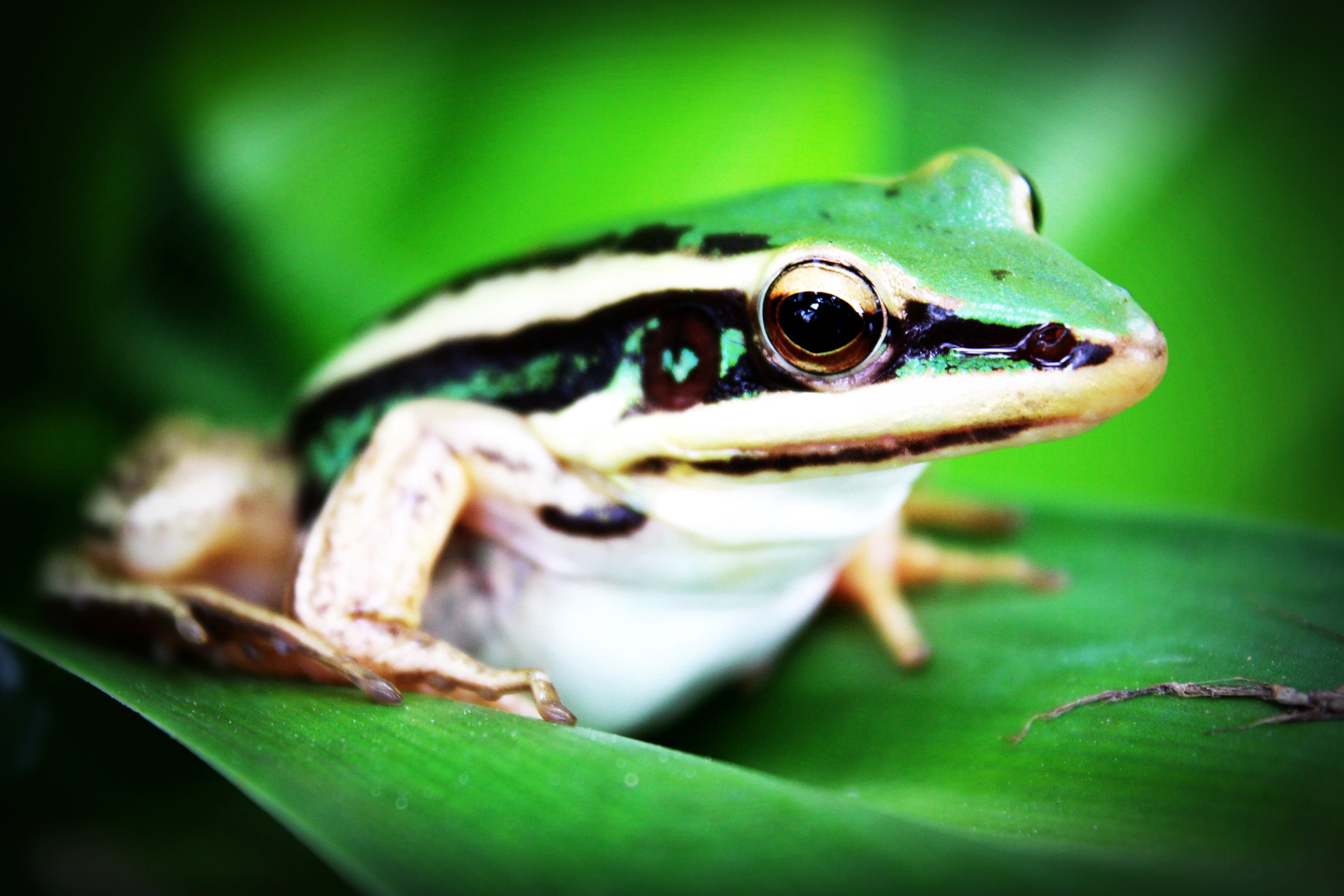 cute, jungle, rainforest, fauna, plant part, agalychnis callidryas, close-up, animal themes, beautiful, day, monkey tree frog, exotic, animal body part, HD Wallpaper