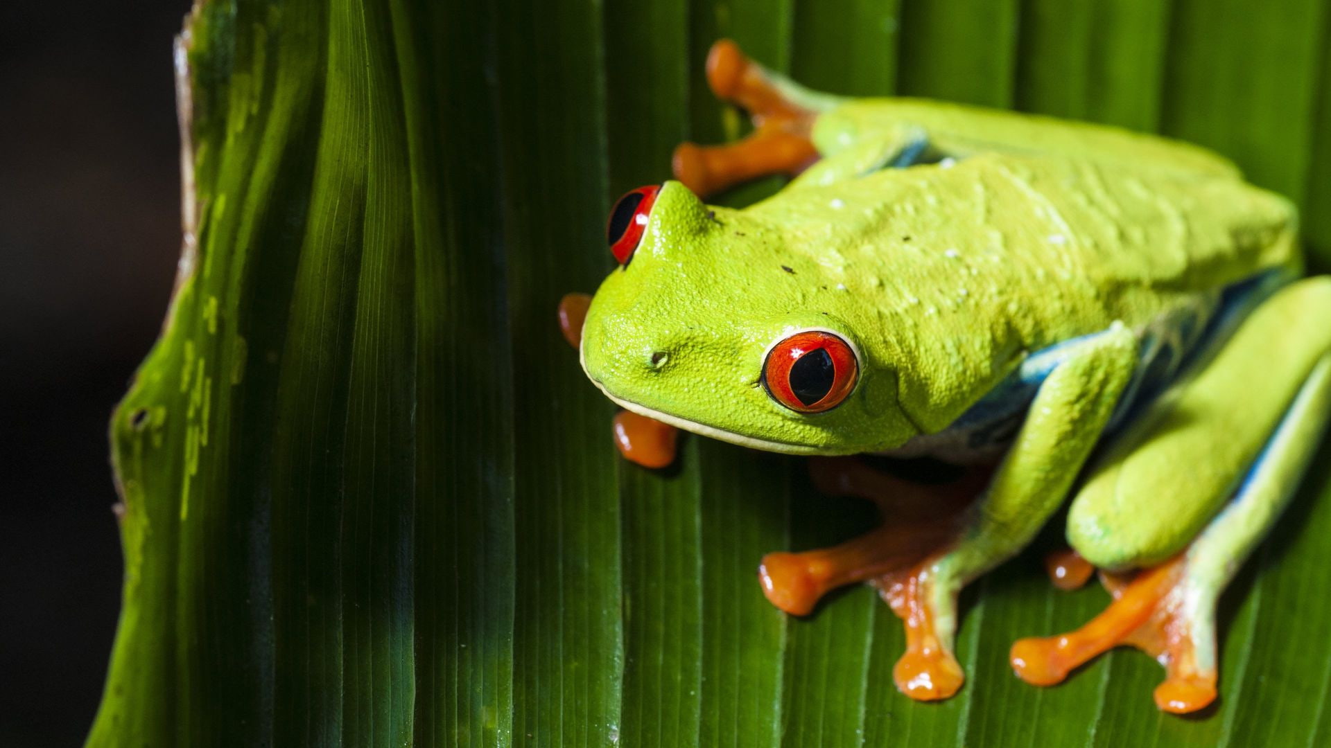 animals, Frog, 3840x2160, Agalychnis, 1080P, callidryas, 4k frog pics, HD Wallpaper