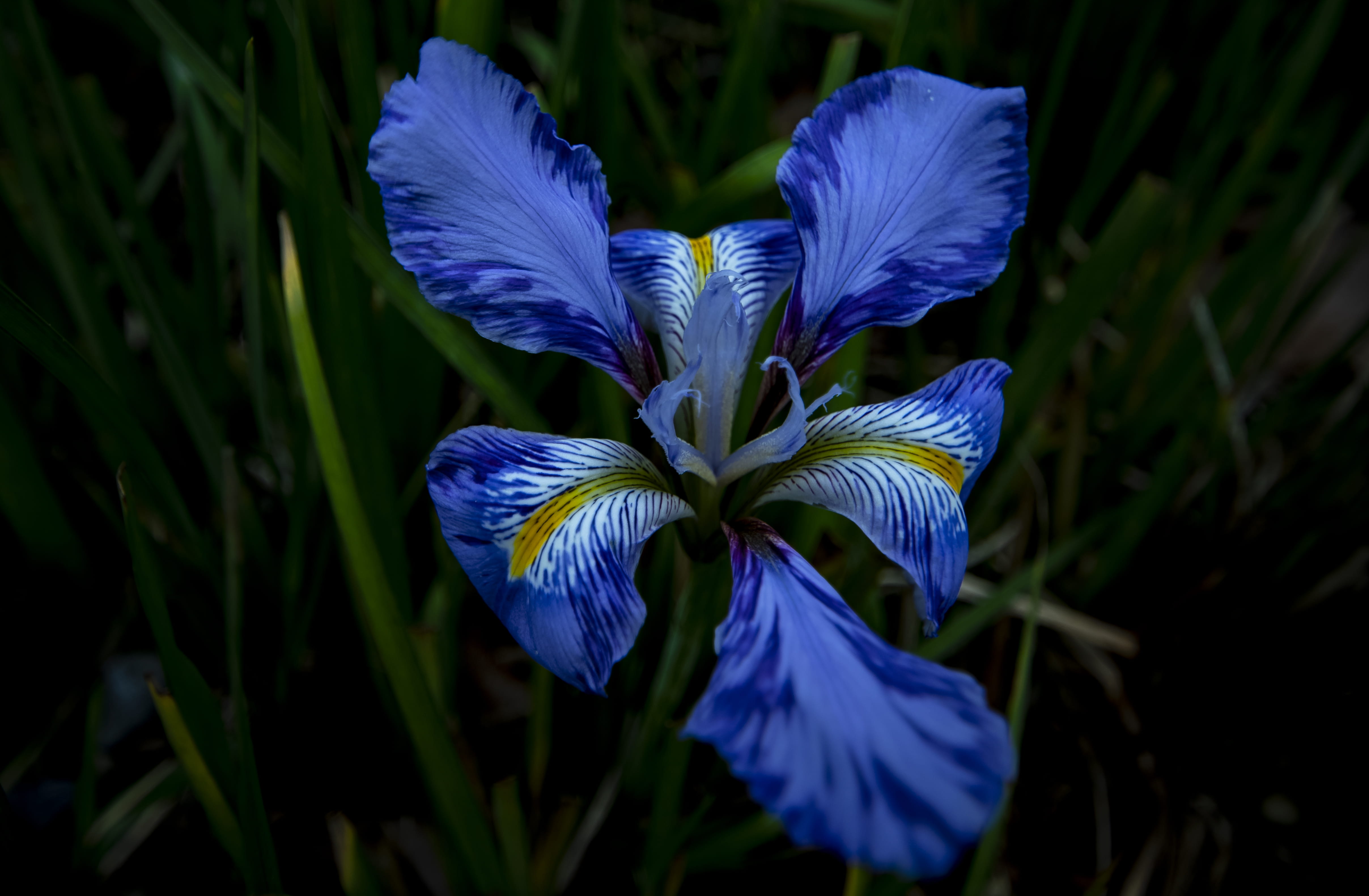 uk, fragility, london, close-up, flower, no people, iris - plant, 4K, blue flower, beauty in nature, blue, outdoors, inflorescence, flower head, purple, HD Wallpaper