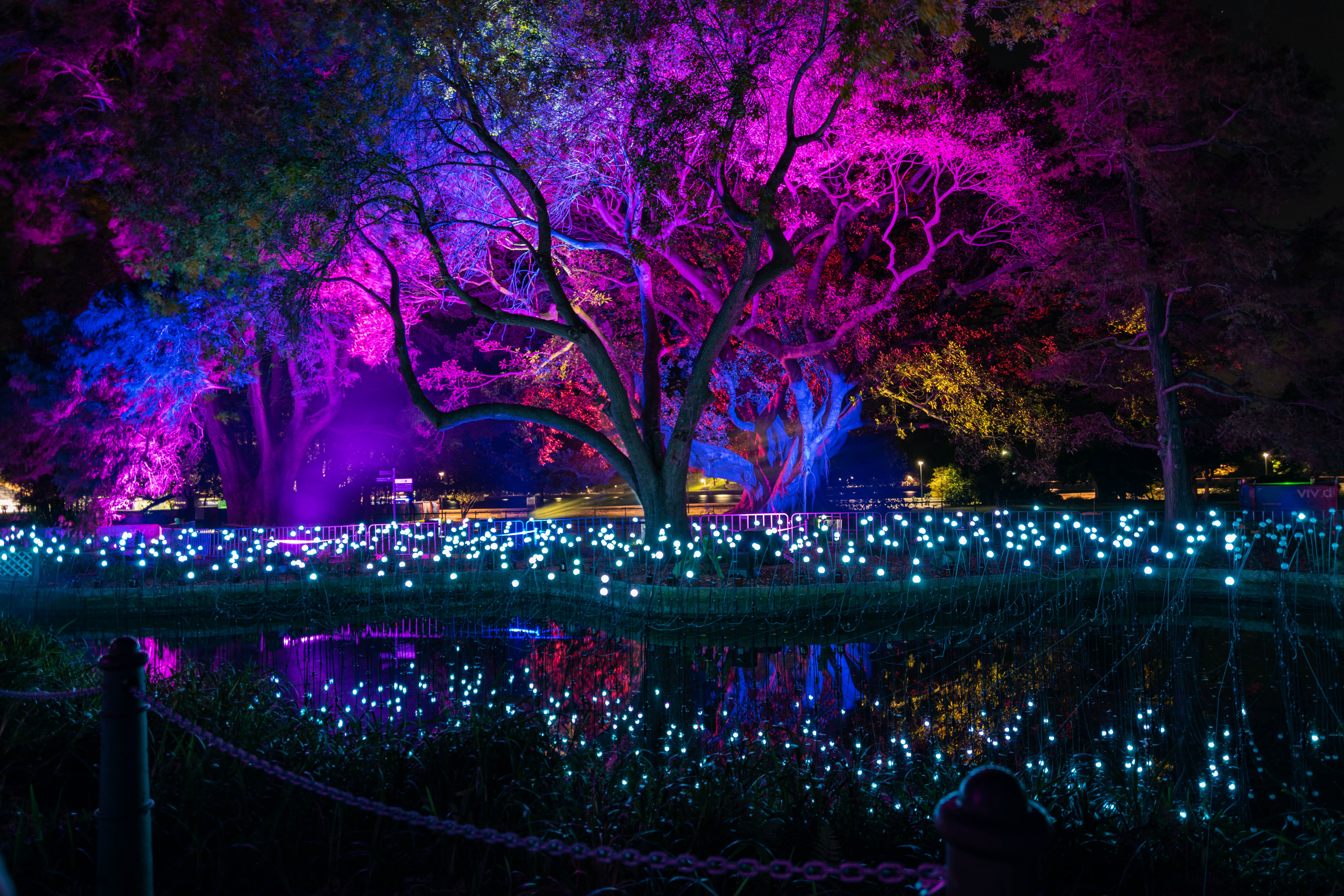 plant, sydney, 5K, night, connection, australia, no people, outdoors, illuminated, tree, trees, lighting equipment, vividsydney2018, purple, park - man made space, HD Wallpaper