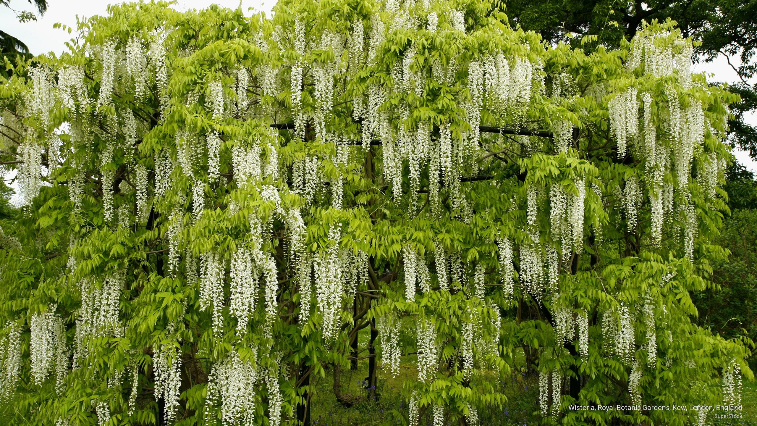 gardens, botanic, 2K, london, royal, kew, wisteria, england, Flowers/Gardens, HD Wallpaper