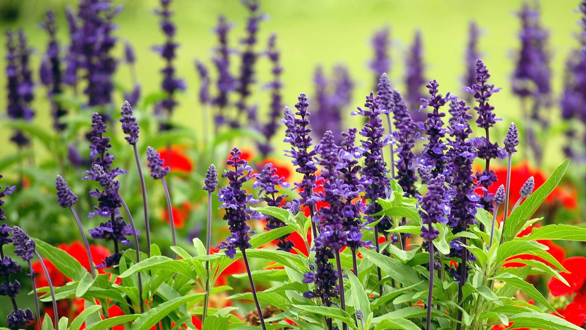 1080P, Sydney, flowers, meadow, Australia, Royal Botanic gardens, lavender, HD Wallpaper