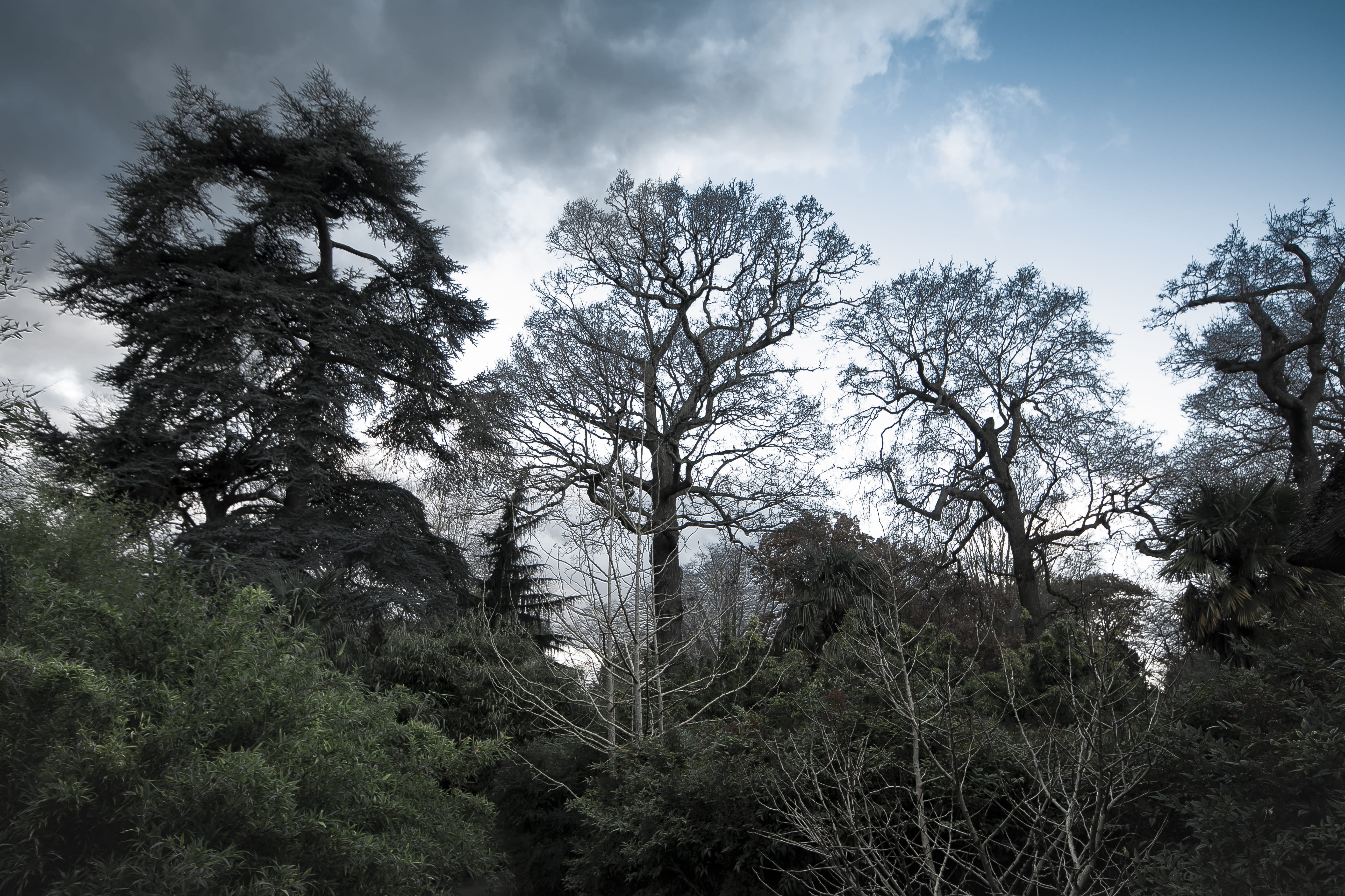 day, tree photography, no people, tree, winter, scenics - nature, nature, cloud - sky, tranquil scene, non-urban scene, outdoors, growth, Kew Gardens, beauty in nature, HD Wallpaper
