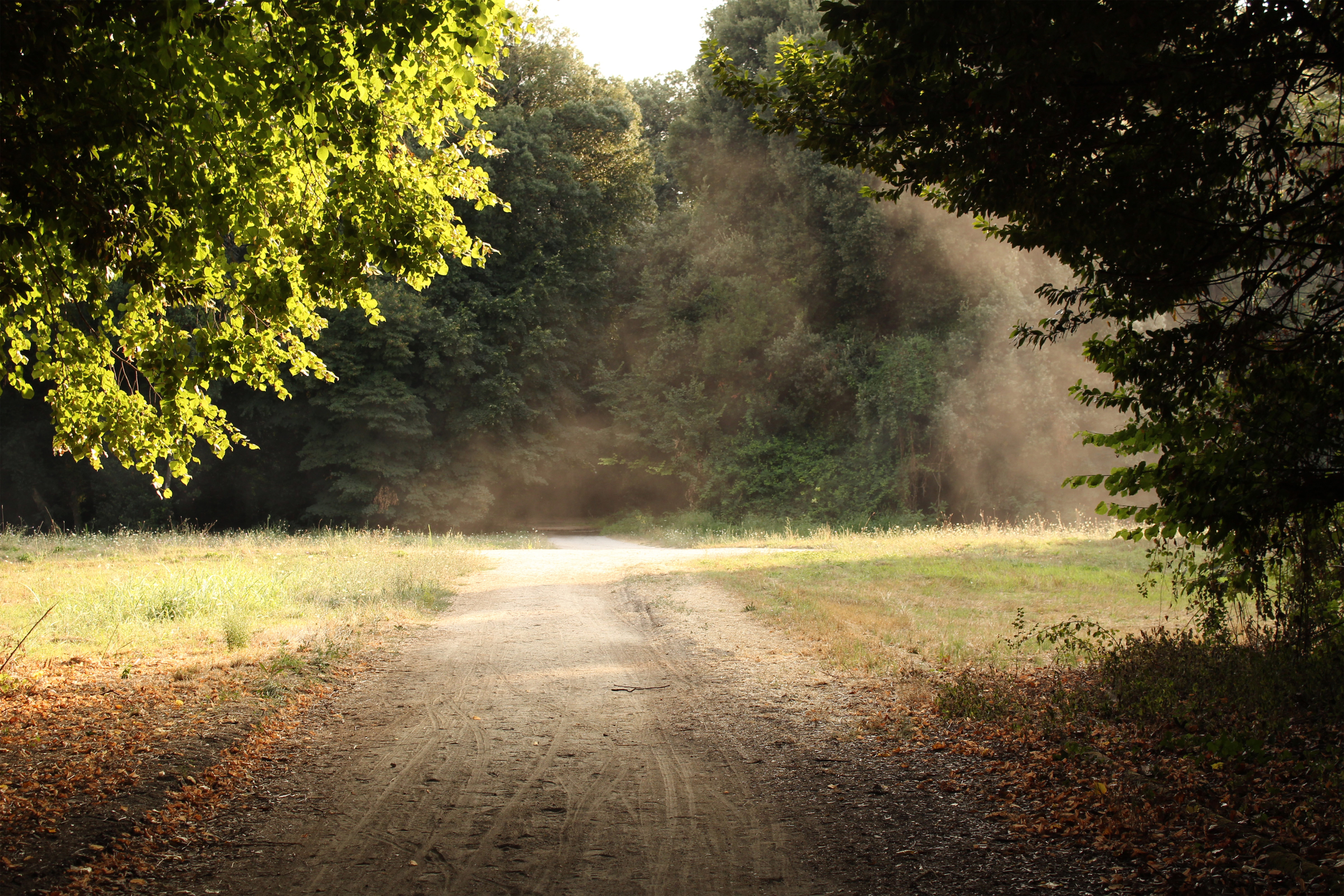 8K, campania, the way forward, boulevard, forest, diminishing perspective, royal park, non-urban scene, photo, growth, direction, landscape, image, caserta, HD Wallpaper