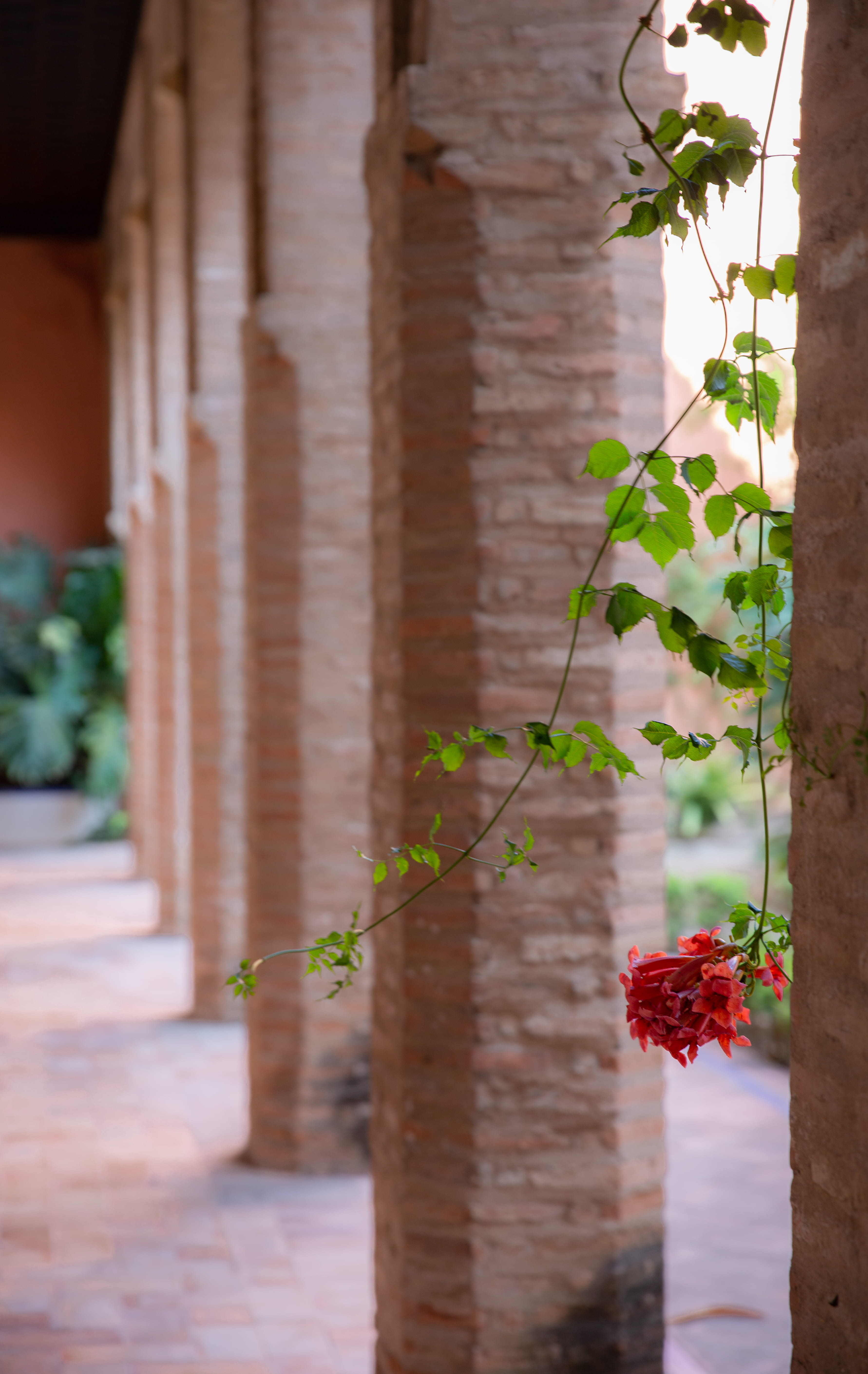 built structure, beauty in nature, red, architectural column, garden, alcazar, in a row, 5K, flowering plant, potted plant, spain, summer, no people, sevilla, Phone HD Wallpaper