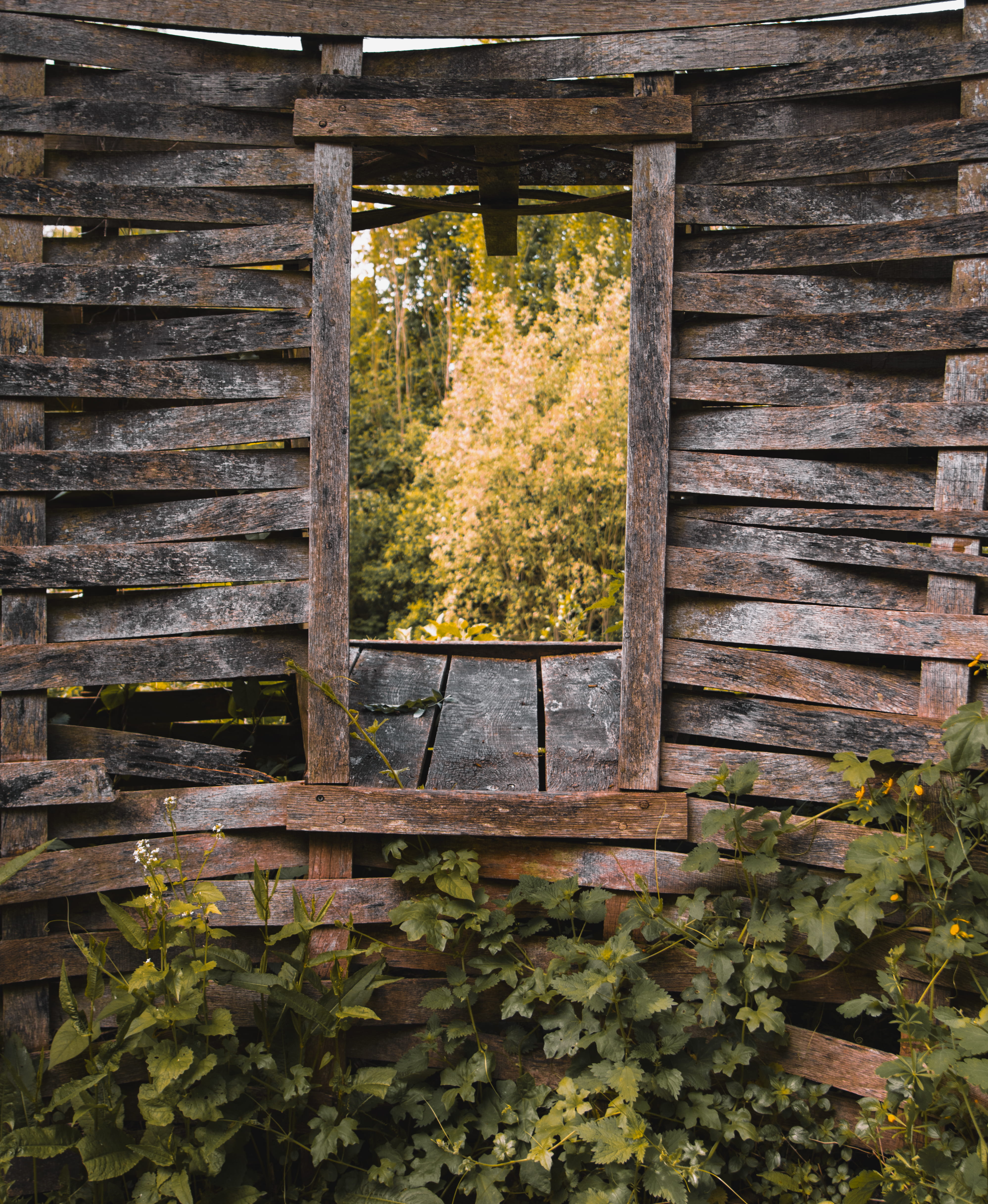 spring, plant part, window, wood, richmond, royal botanic gardens, nature, gardens, rustic, 4K, texture, day, growth, london, summer, architecture, outdoors, Phone HD Wallpaper