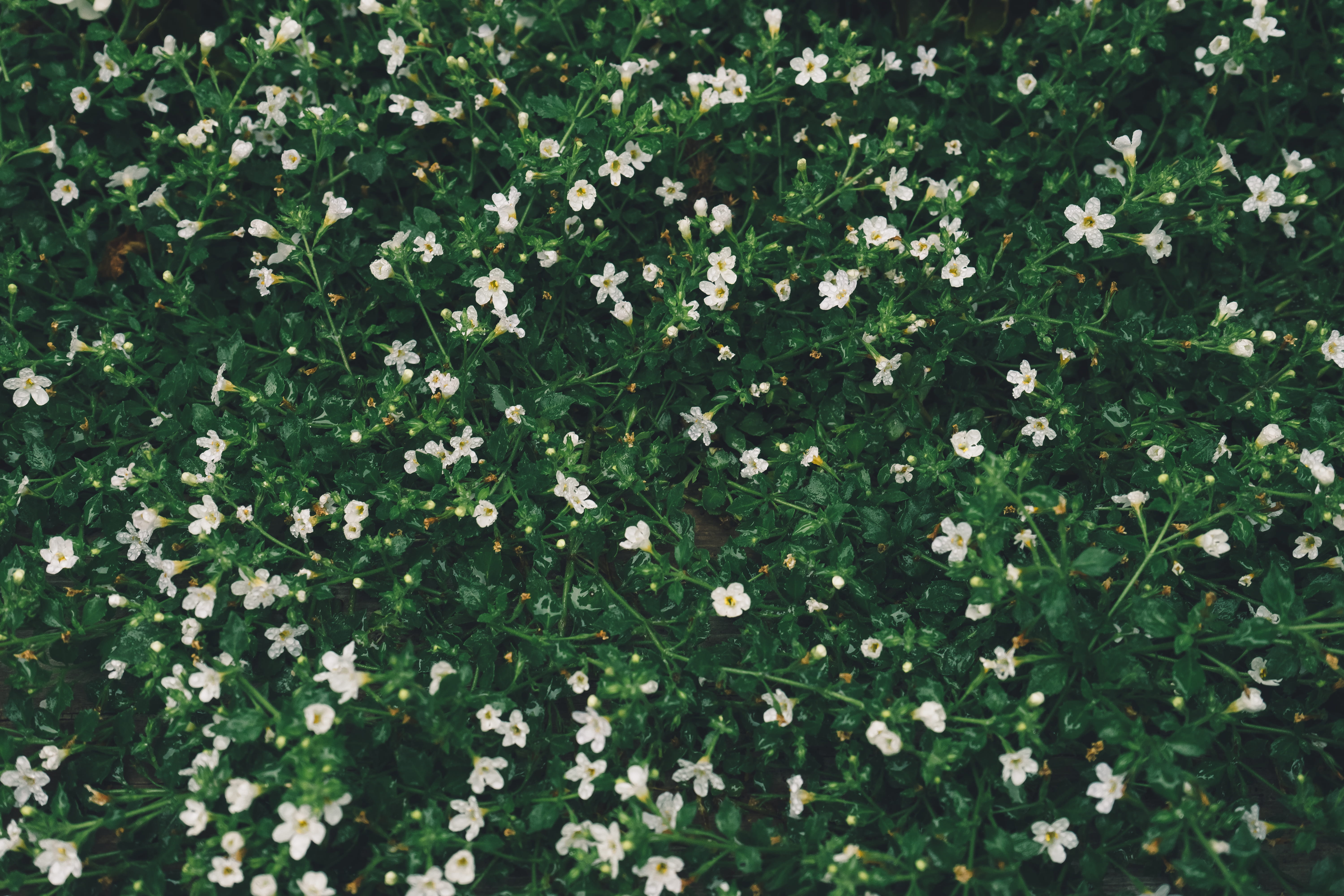 petal, vegetation, leaves, bed, greenery, aster, nature, daisy, stem, flower, daisies, plant, flowering plant, full frame, outdoors, canada, geranium, blossom, HD Wallpaper
