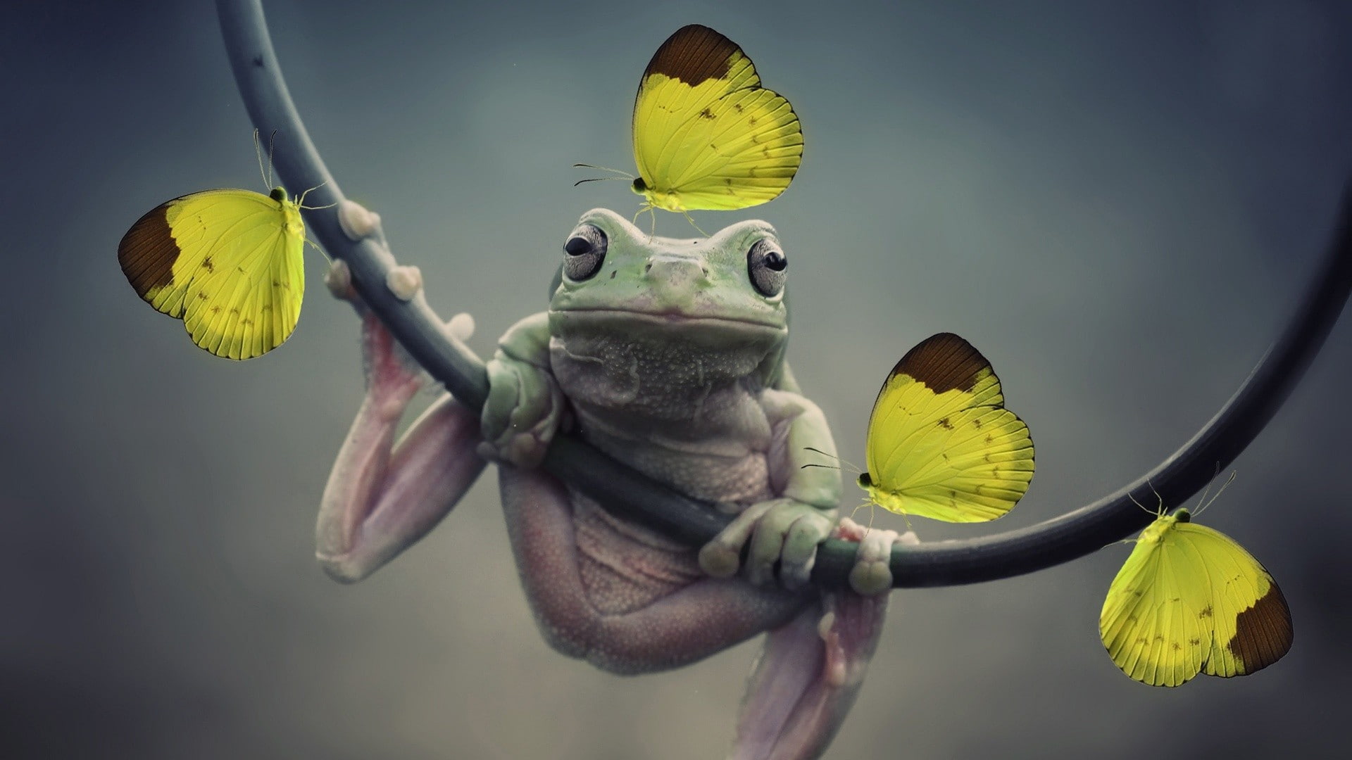 butterfly, frog, amphibian, 1080P, yellow, nature, insect, closeup, animals, HD Wallpaper