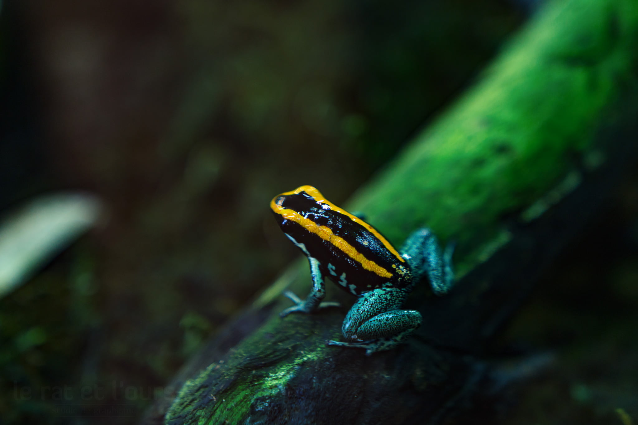 yellow frog, champ, vivarium, black and yellow, nature, toxic, de, bokeh, exotique, frog, citadelle, arrow, costa  rica, green Color, wildlife, close-up, HD Wallpaper
