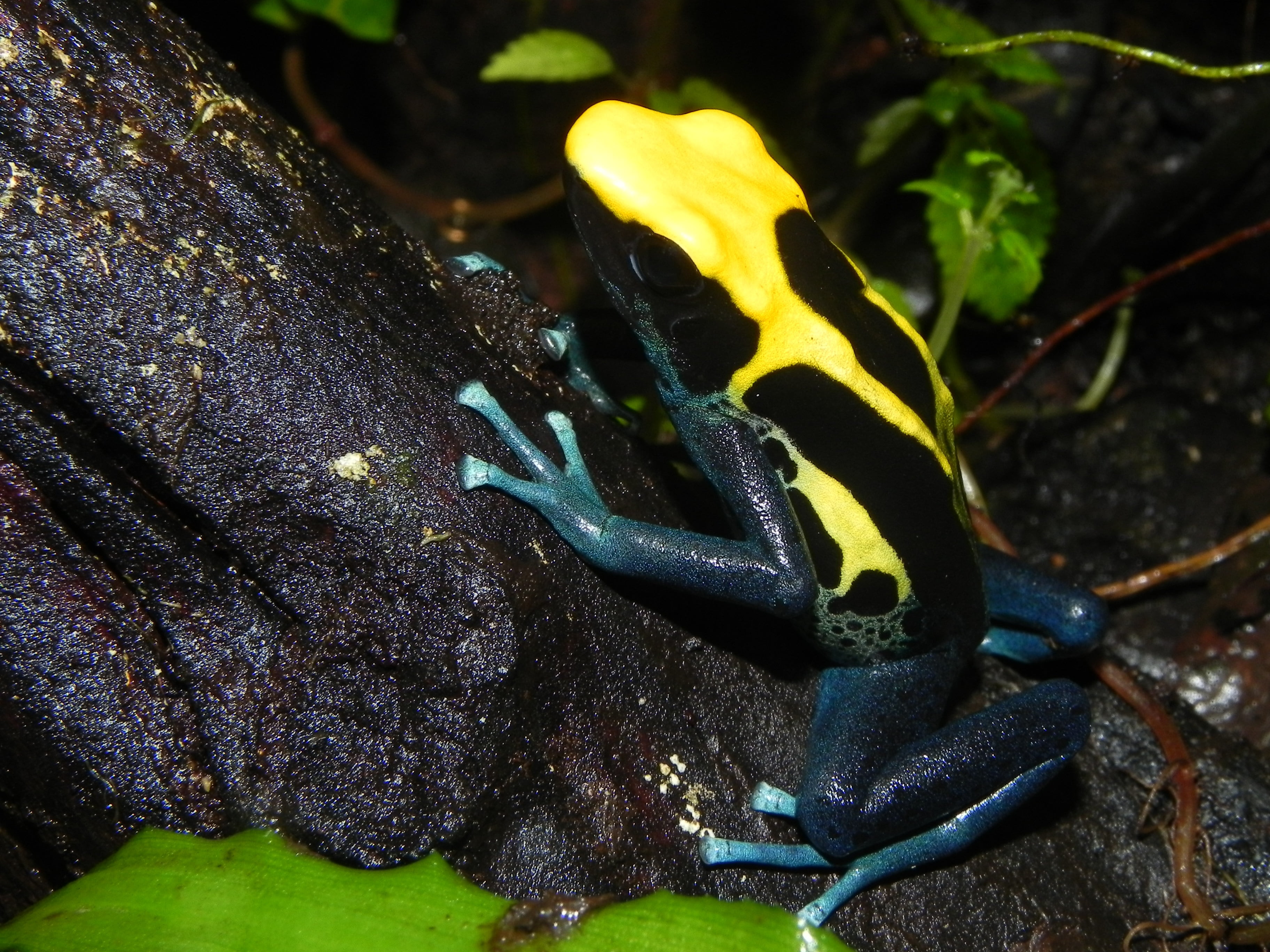 rainforest, black Color, outdoors, land, tree trunk, selective focus, color, small, poison dart frog, no people, nature, wet, one animal, growth, forest, HD Wallpaper