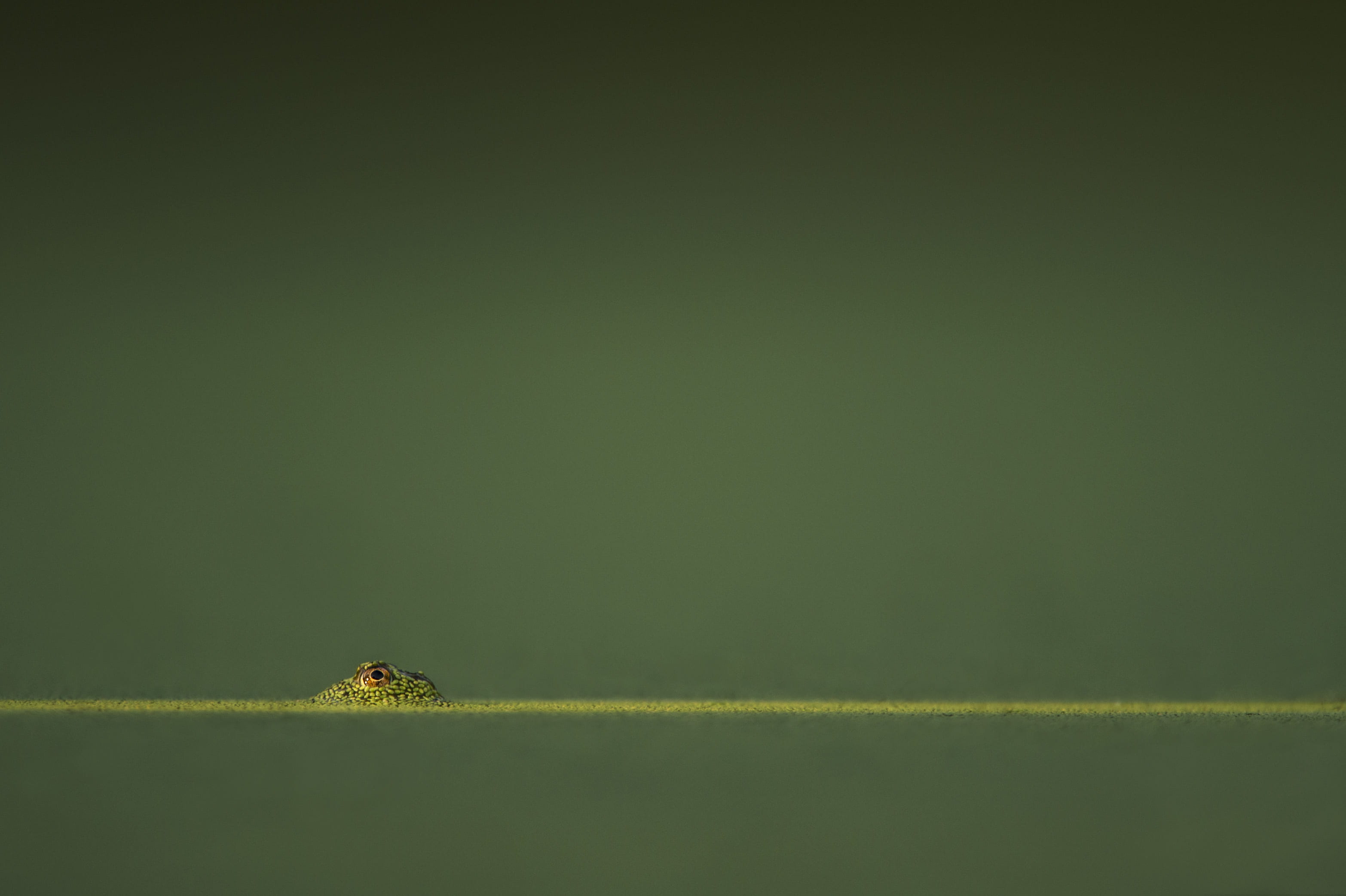 environment, green, animal wildlife, colored background, animal themes, amphibian, shot, no people, nature, low angle, macro, frog, animals in the wild, HD Wallpaper