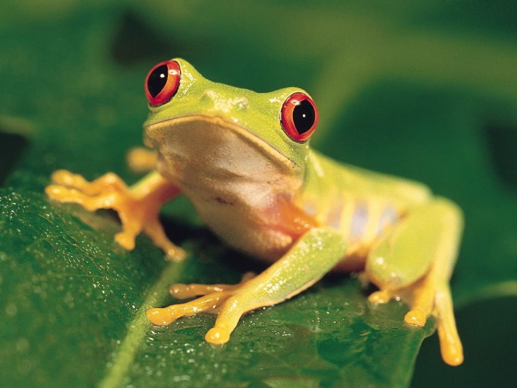 AMPHIBIANS, 480P, eyed, tree, art, animals, Yellow, tropical, hd, frog, frogs, red, HD Wallpaper