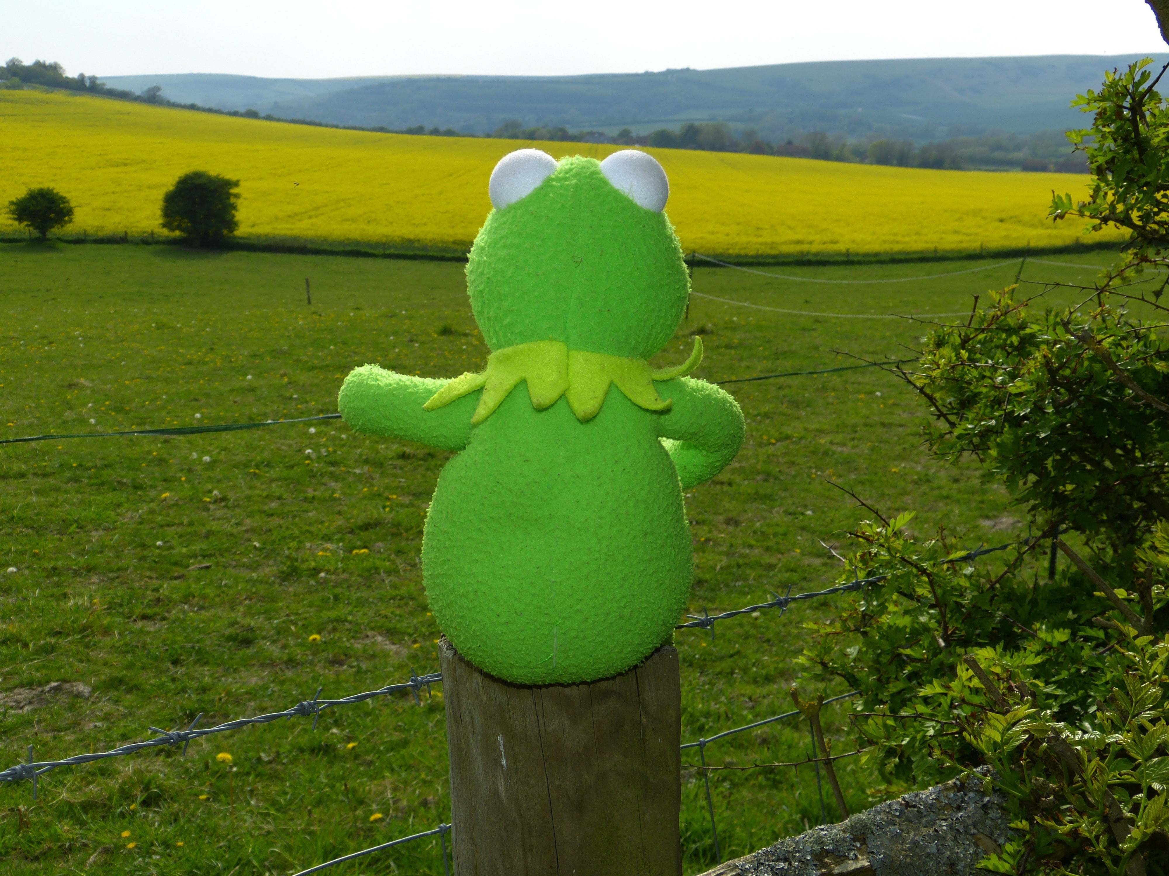 frog, scenics - nature, growth, green, flower, beauty in nature, environment, outdoors, sit kermit, 4K, green color, landscape, field, land, tree, day, HD Wallpaper