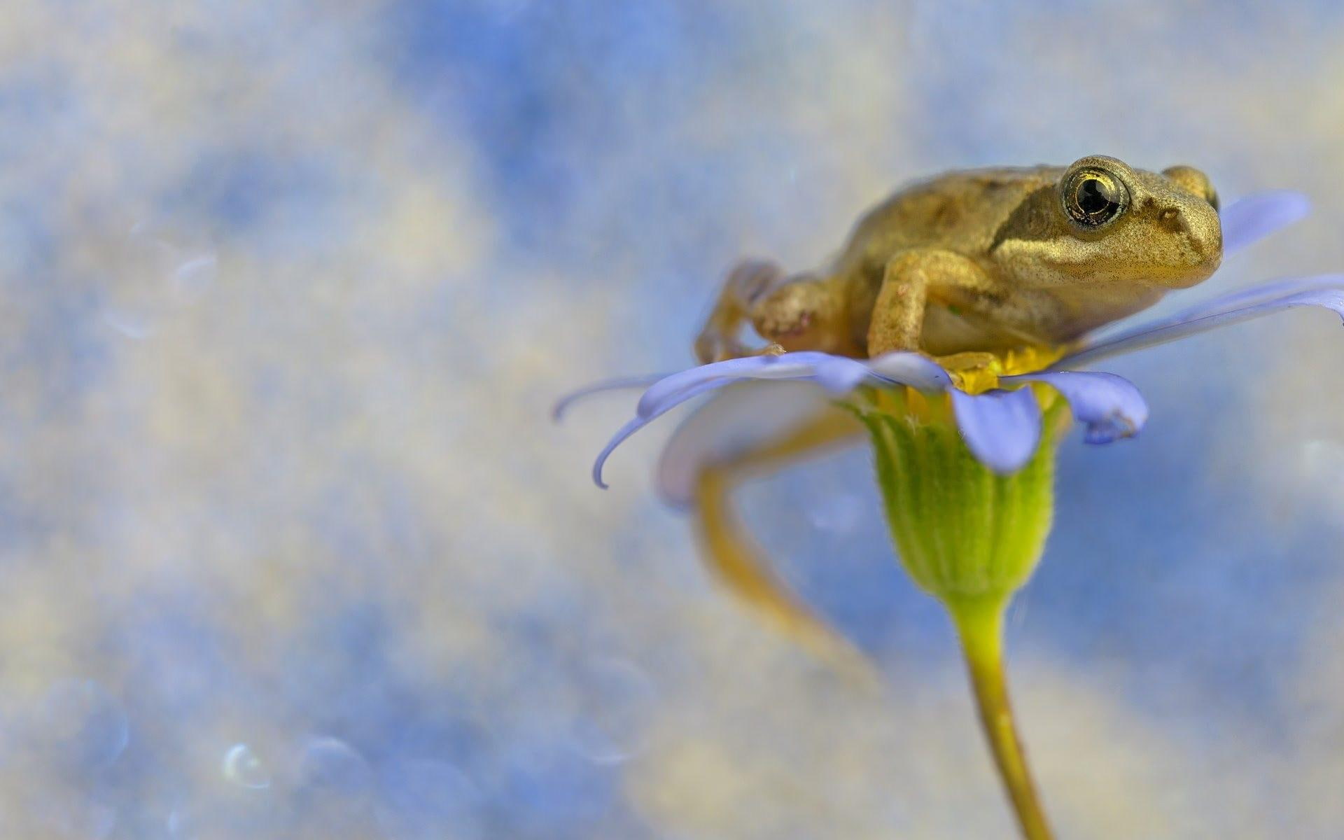 blurring, macro, flower, 1080P, yellow, petals, frog, HD Wallpaper
