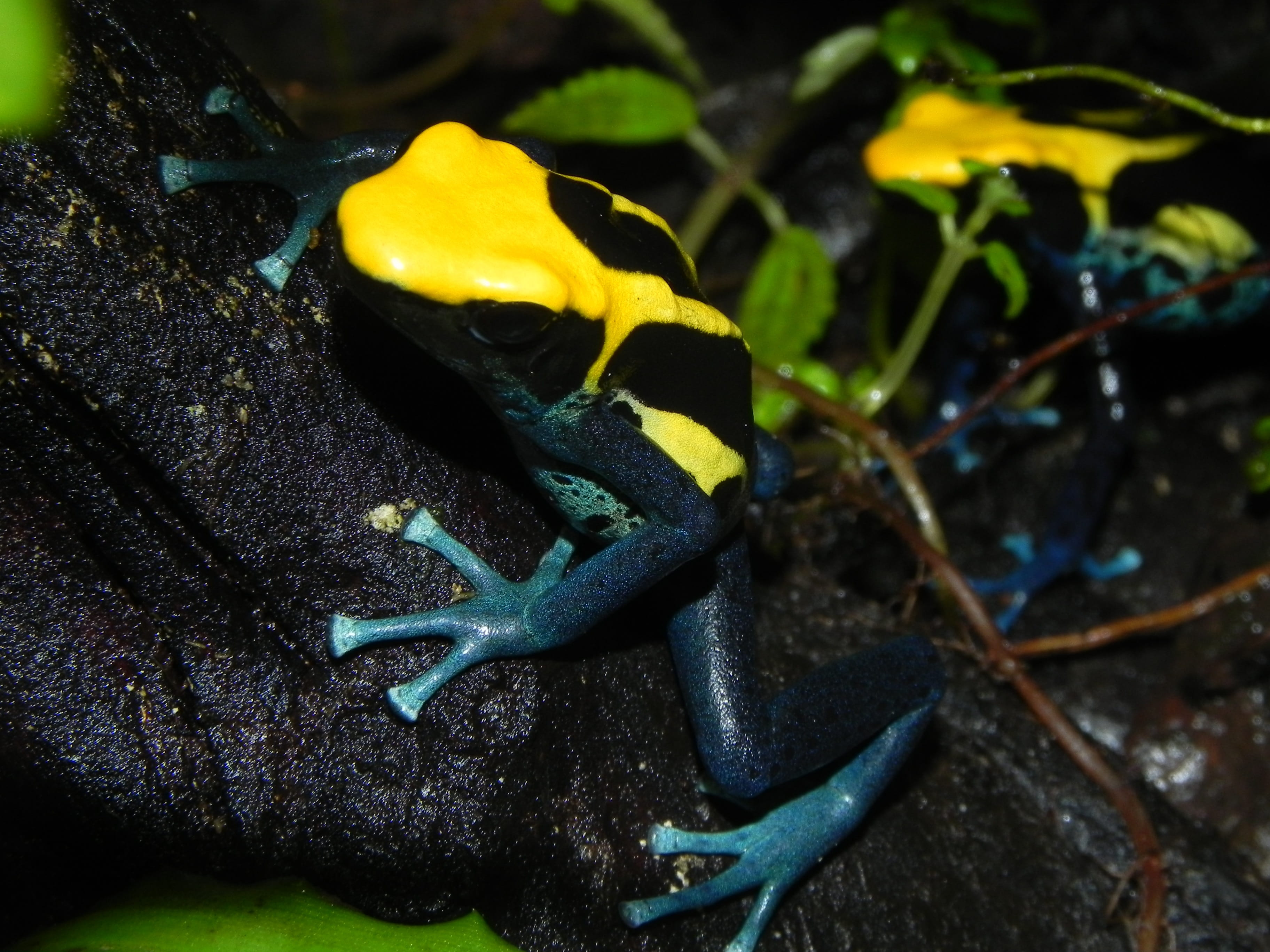plant, outdoors, green color, animals in the wild, yellow, poison, Frog, reptile, one animal, animal, yellow skin, no people, dart, Amphibians, day, nature, HD Wallpaper