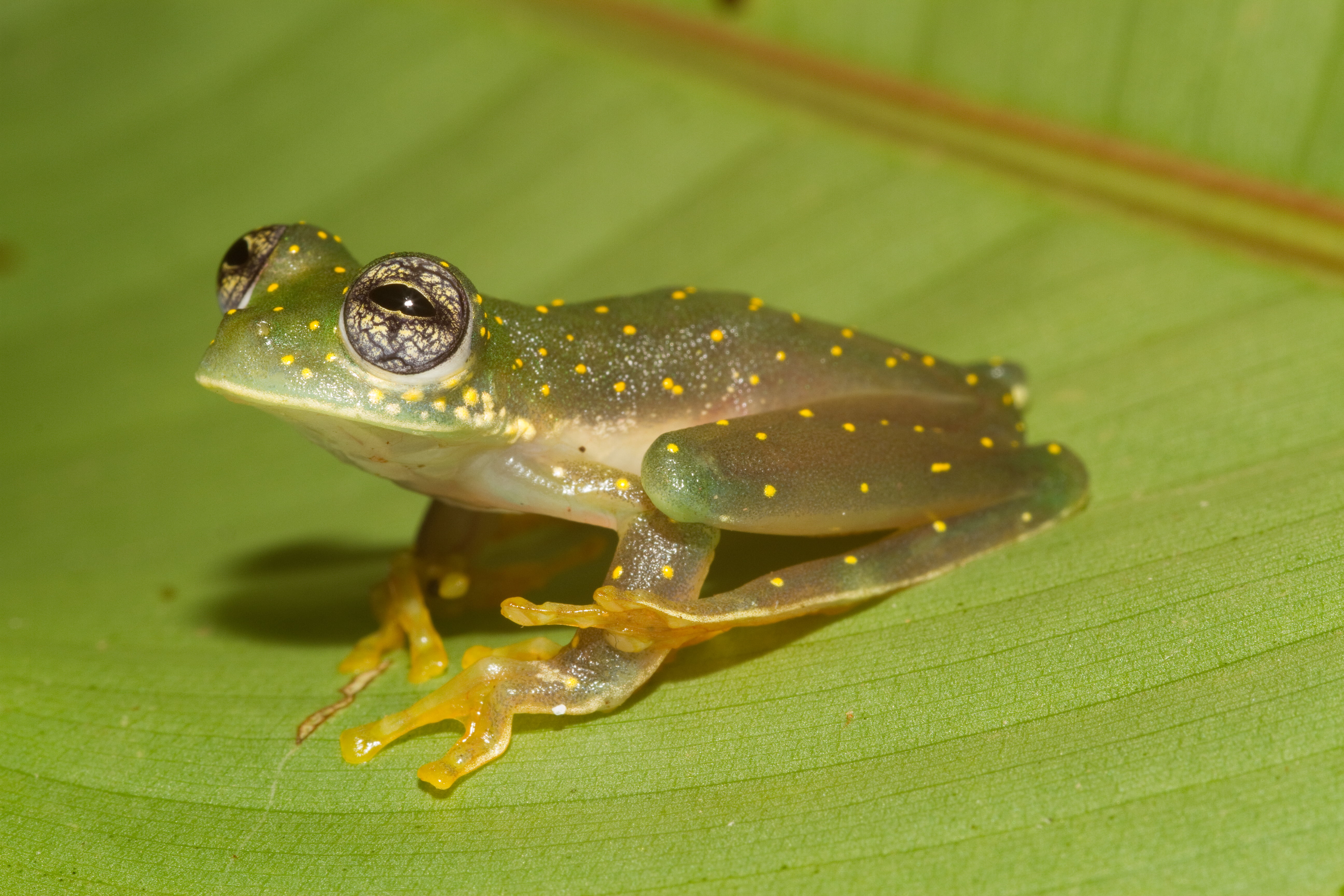 closeup, Amphibia, photo, close-up, amphibian, green Color, genus, animal, Panama, Sachatamia albomaculata, Yellow, leaf, class, Vidrio, Glassfrog, nature, HD Wallpaper