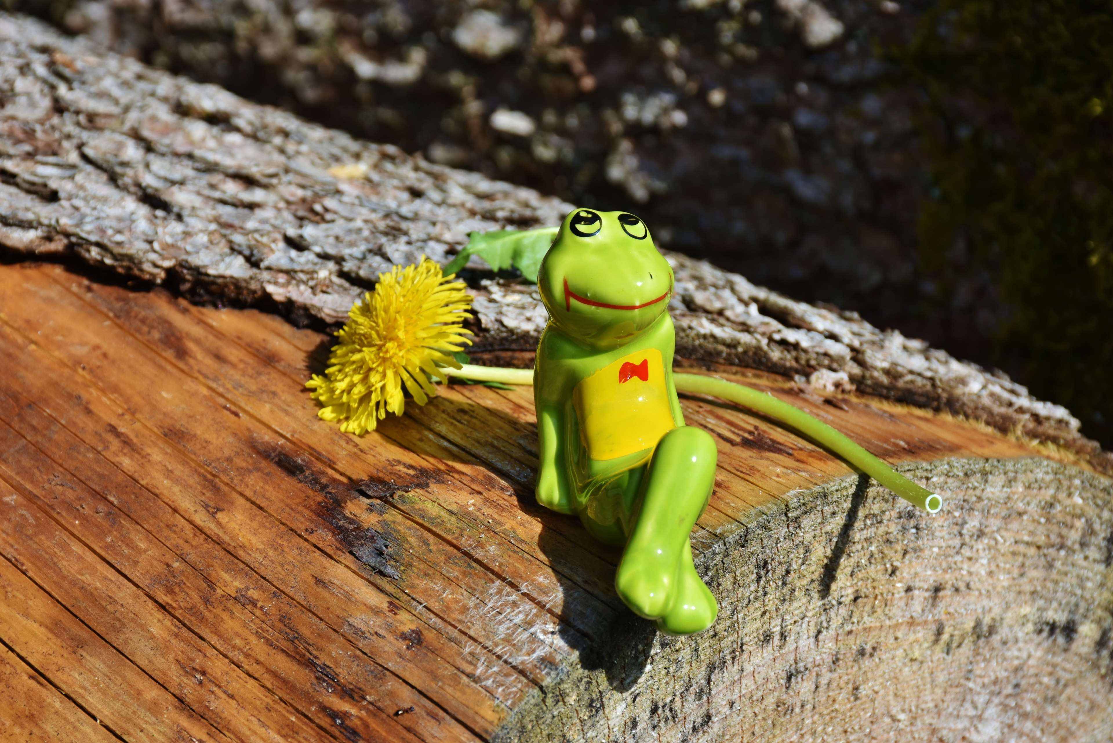 animal themes, toy, animals in the wild, 4K, still life, look, curiosity, frog, representation, log, animal wildlife, flower, animal representation, fig, HD Wallpaper