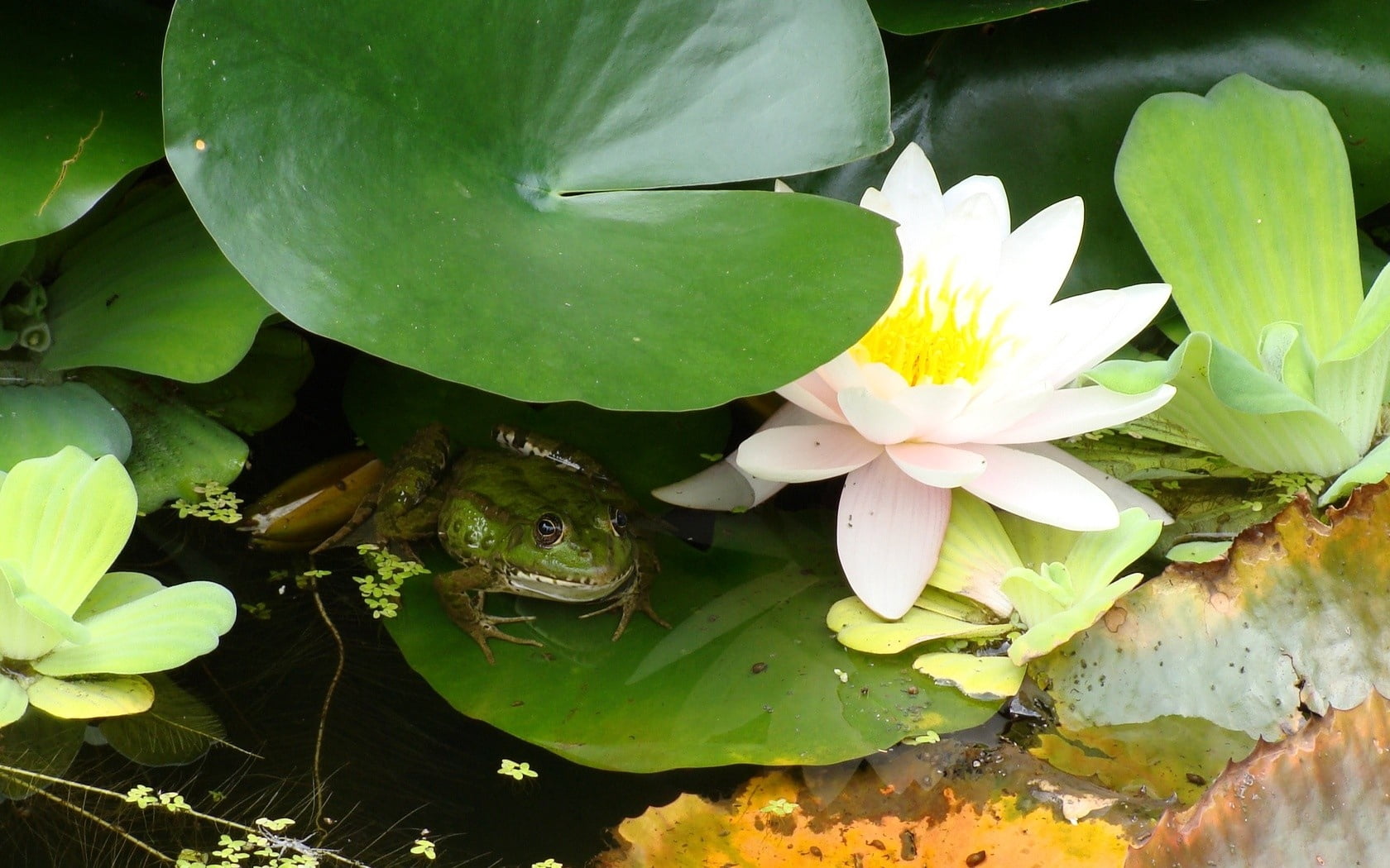 water Lily, petal, flower Head, plant, flower, outdoors, pond, leaves, animal themes, leaf, flowering plant, close-up, summer, frog, floating, one animal, HD Wallpaper