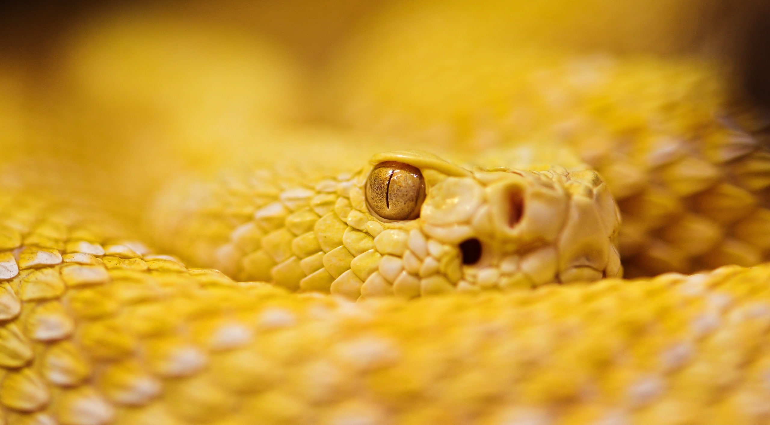 animal wildlife, Reptiles and Frogs, animal head, animal scale, animal, camouflage, animal eye, rattlesnake, one animal, Animals, no people, animal body part, HD Wallpaper